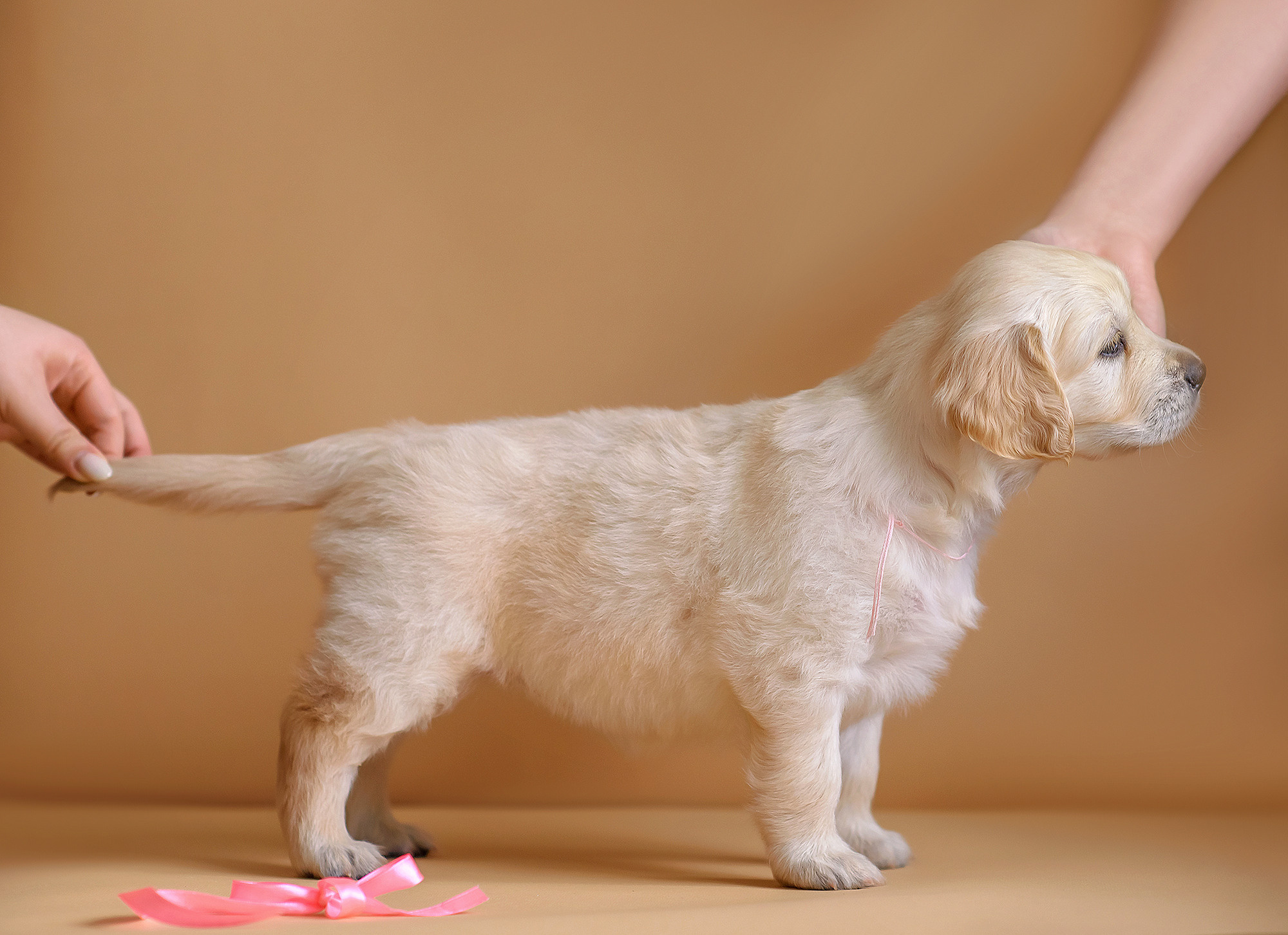 Животные. Семейный фотограф в Минске Виктория Дубровская