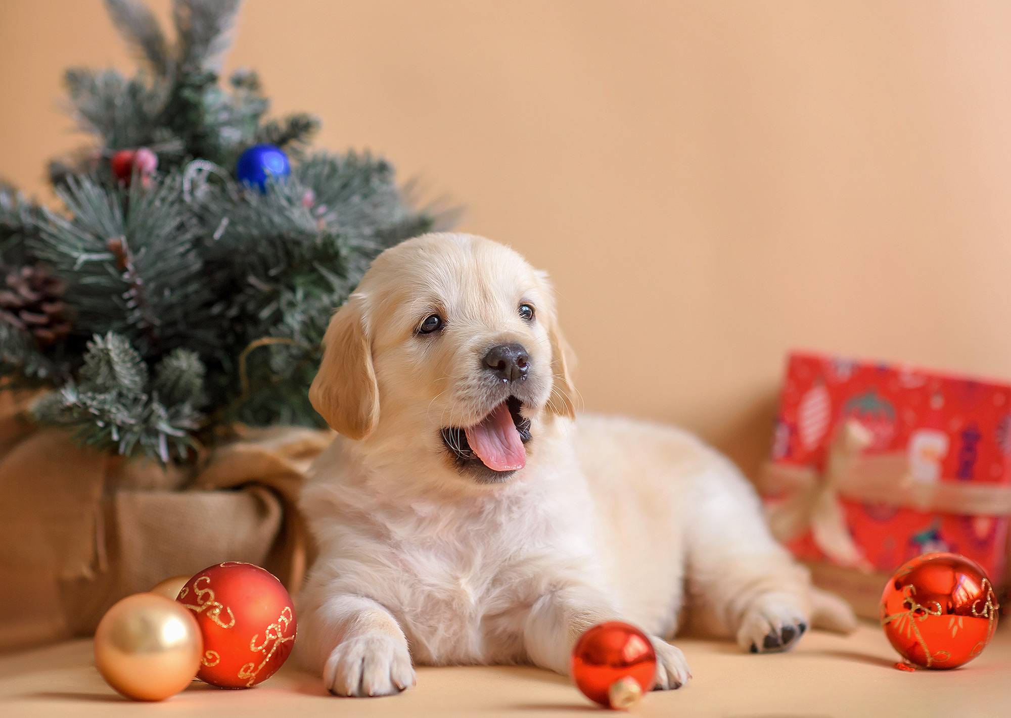 Животные. Семейный фотограф в Минске Виктория Дубровская