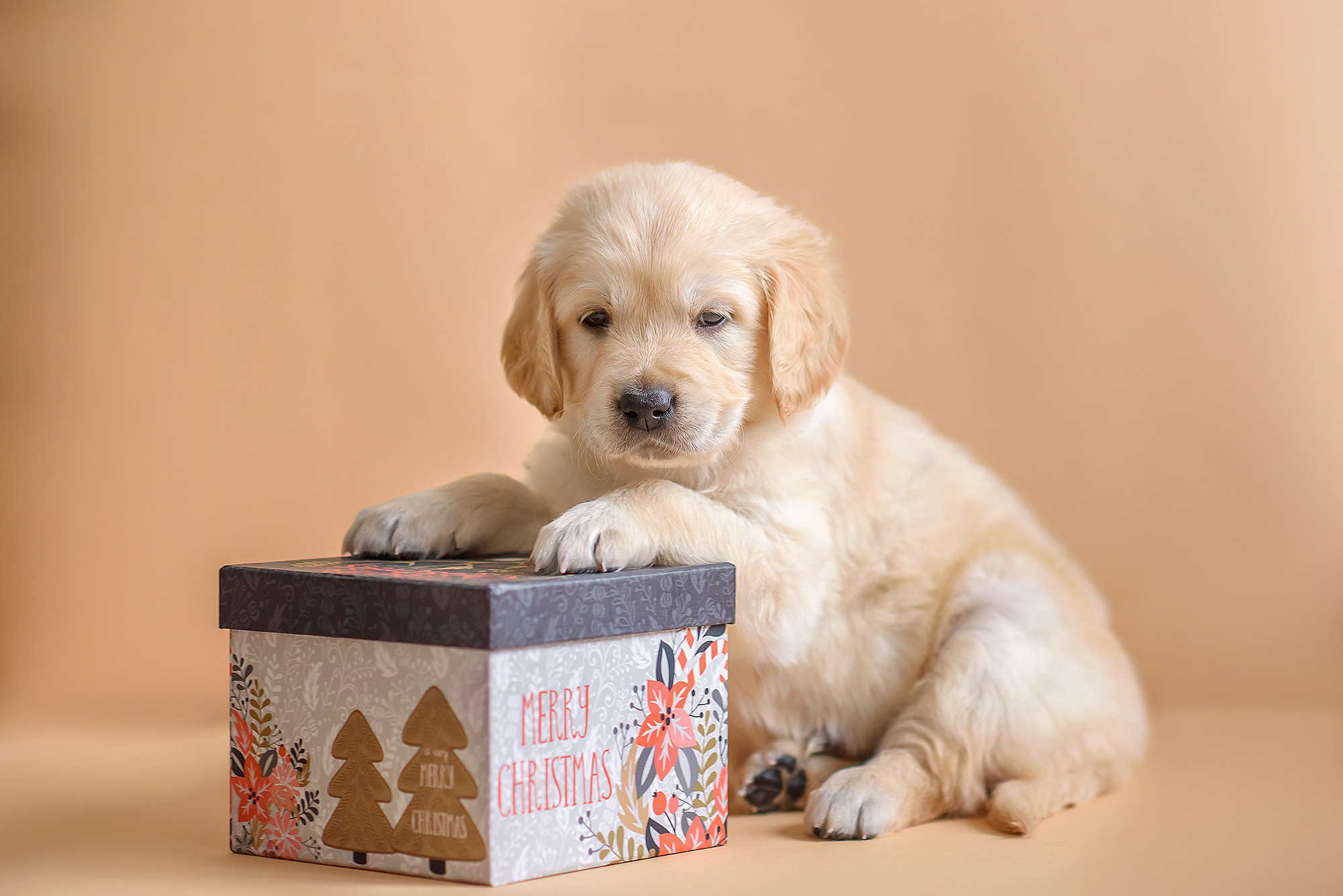 Животные. Семейный фотограф в Минске Виктория Дубровская