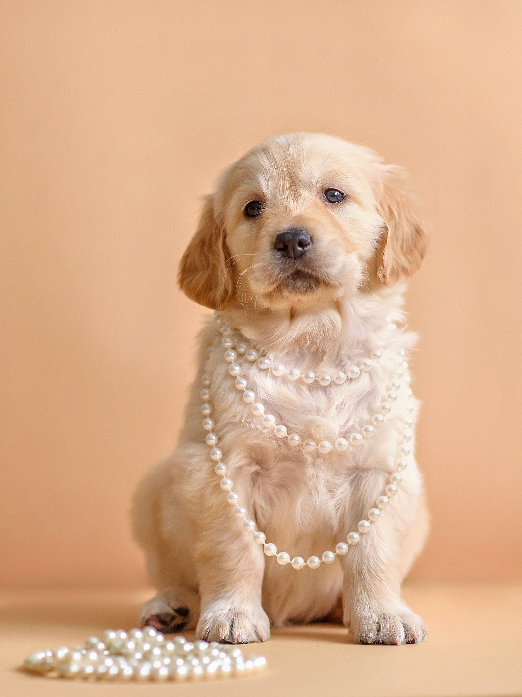 Животные. Семейный фотограф в Минске Виктория Дубровская