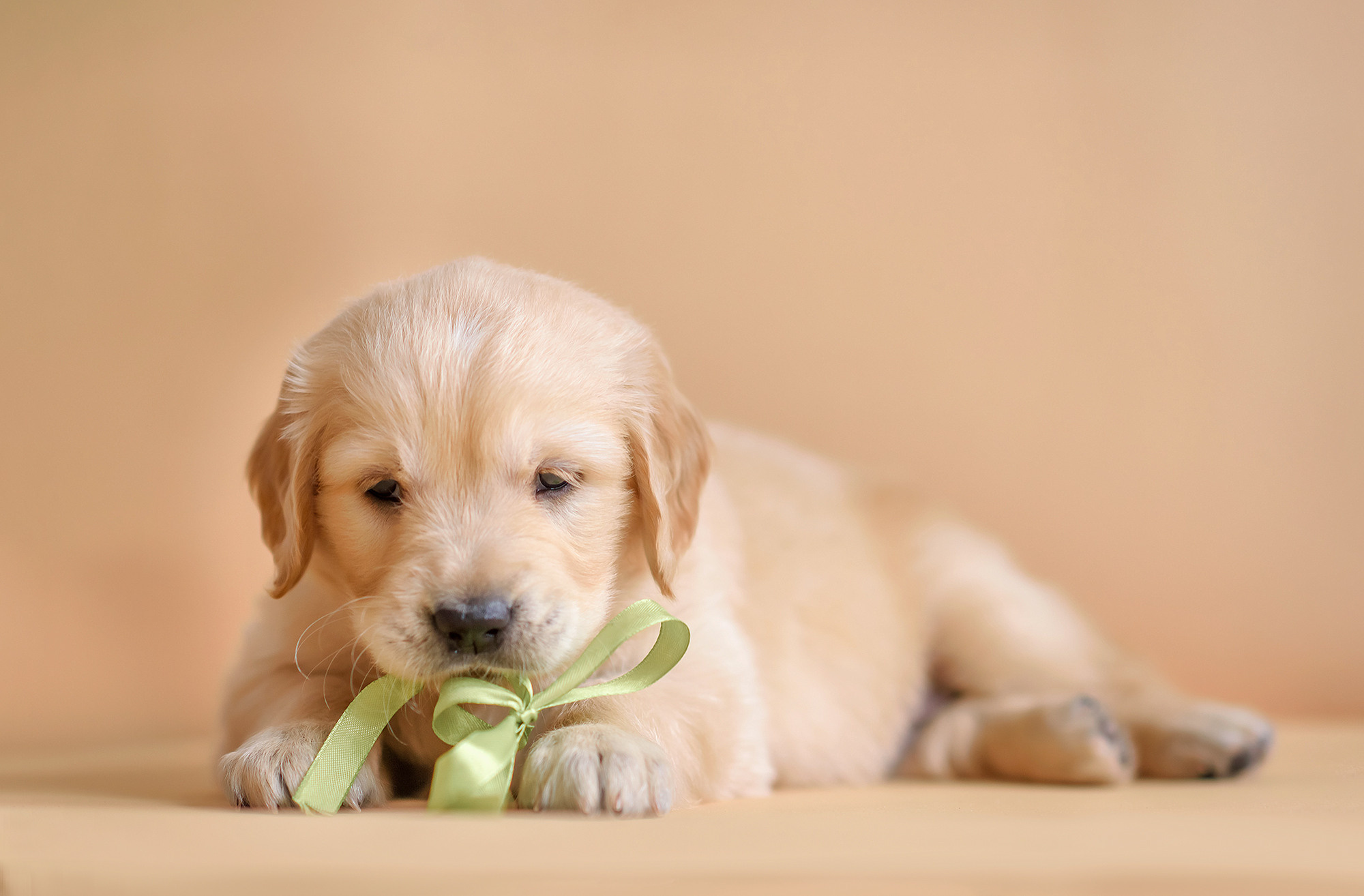 Животные. Семейный фотограф в Минске Виктория Дубровская
