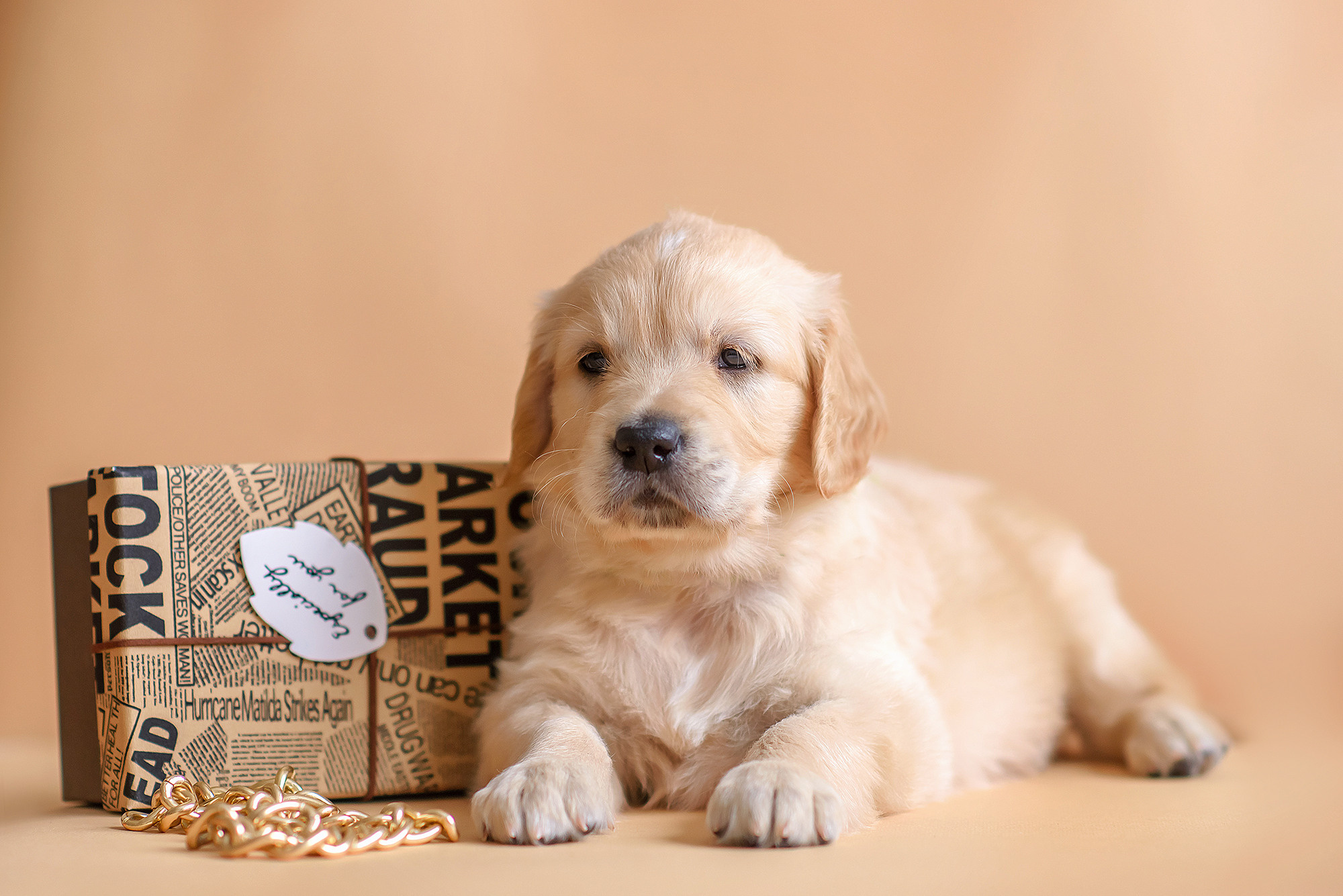 Животные. Семейный фотограф в Минске Виктория Дубровская