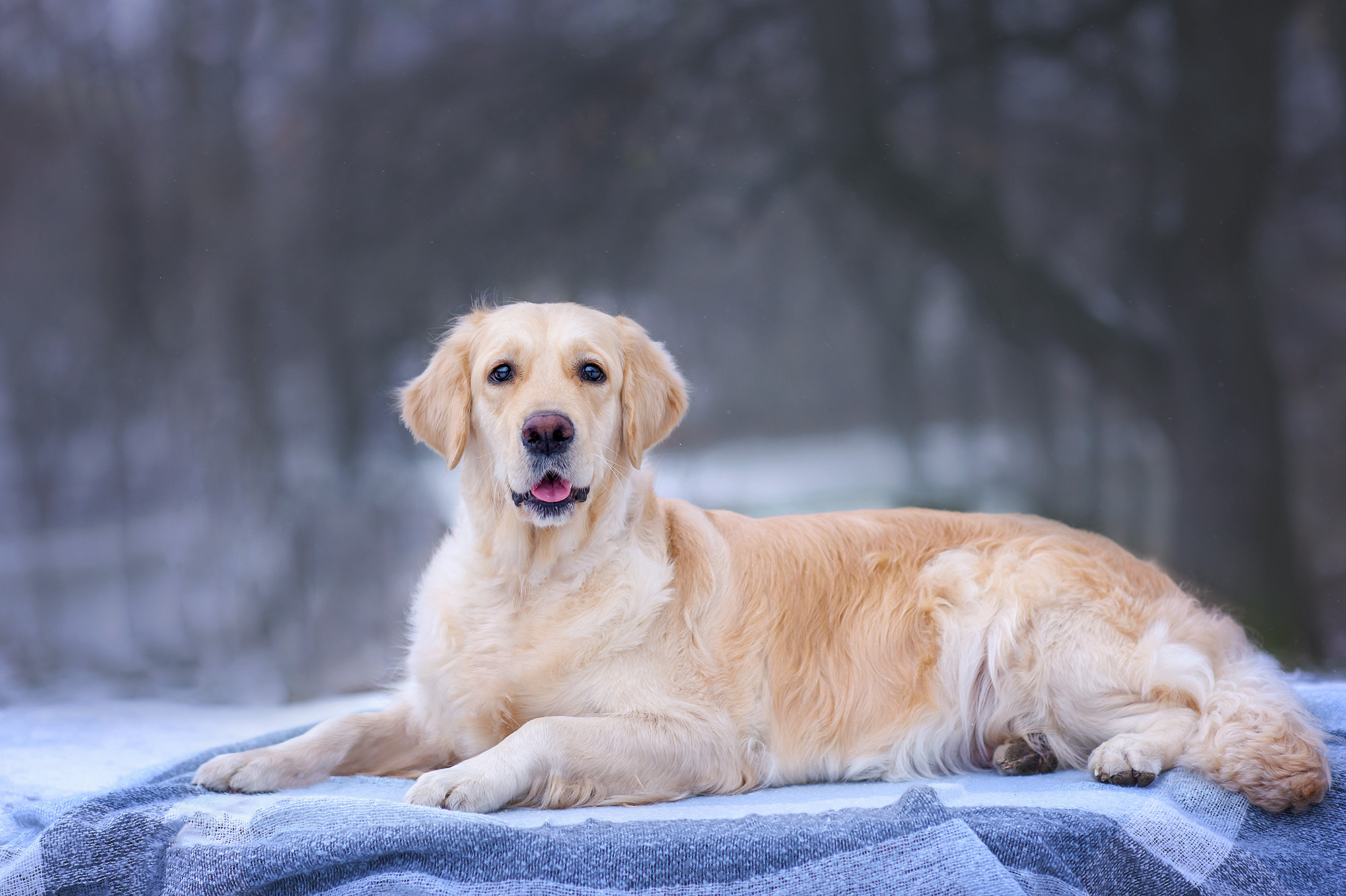 Животные. Семейный фотограф в Минске Виктория Дубровская