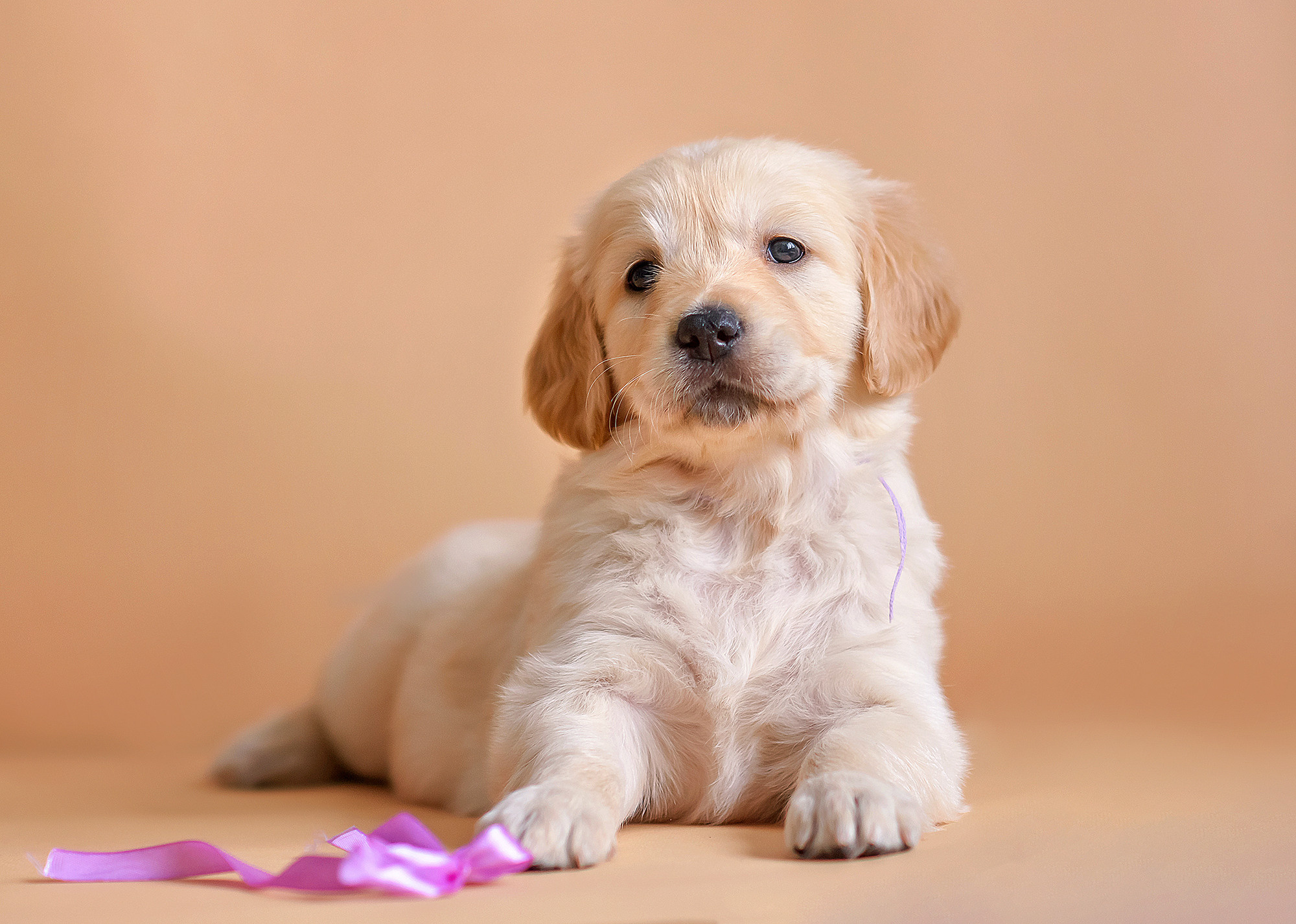Животные. Семейный фотограф в Минске Виктория Дубровская