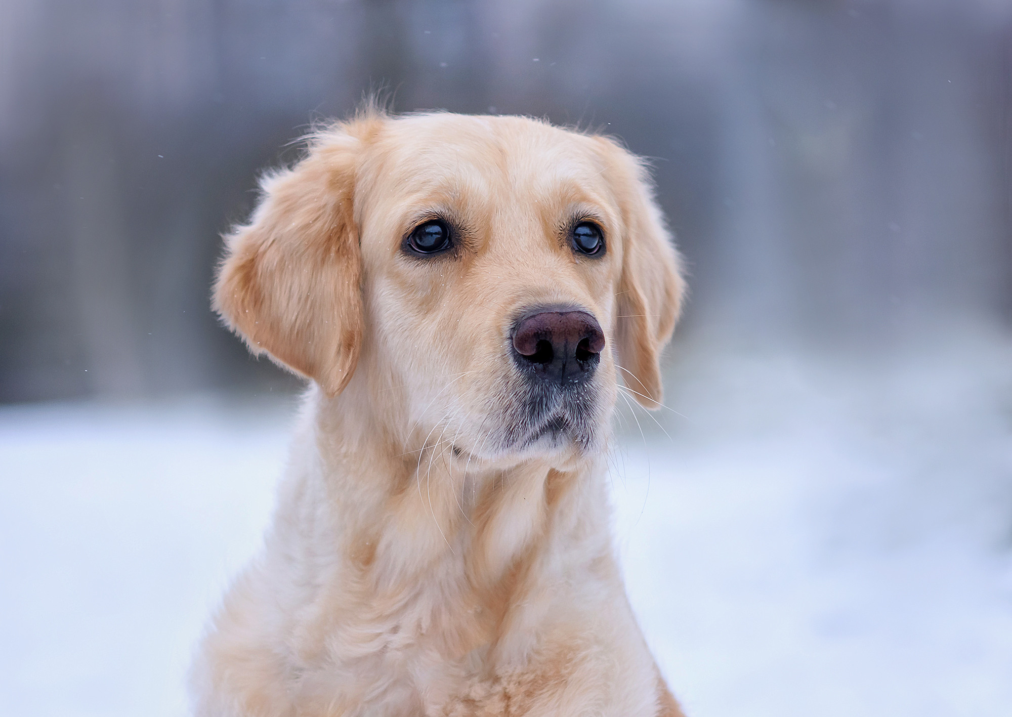 Животные. Семейный фотограф в Минске Виктория Дубровская