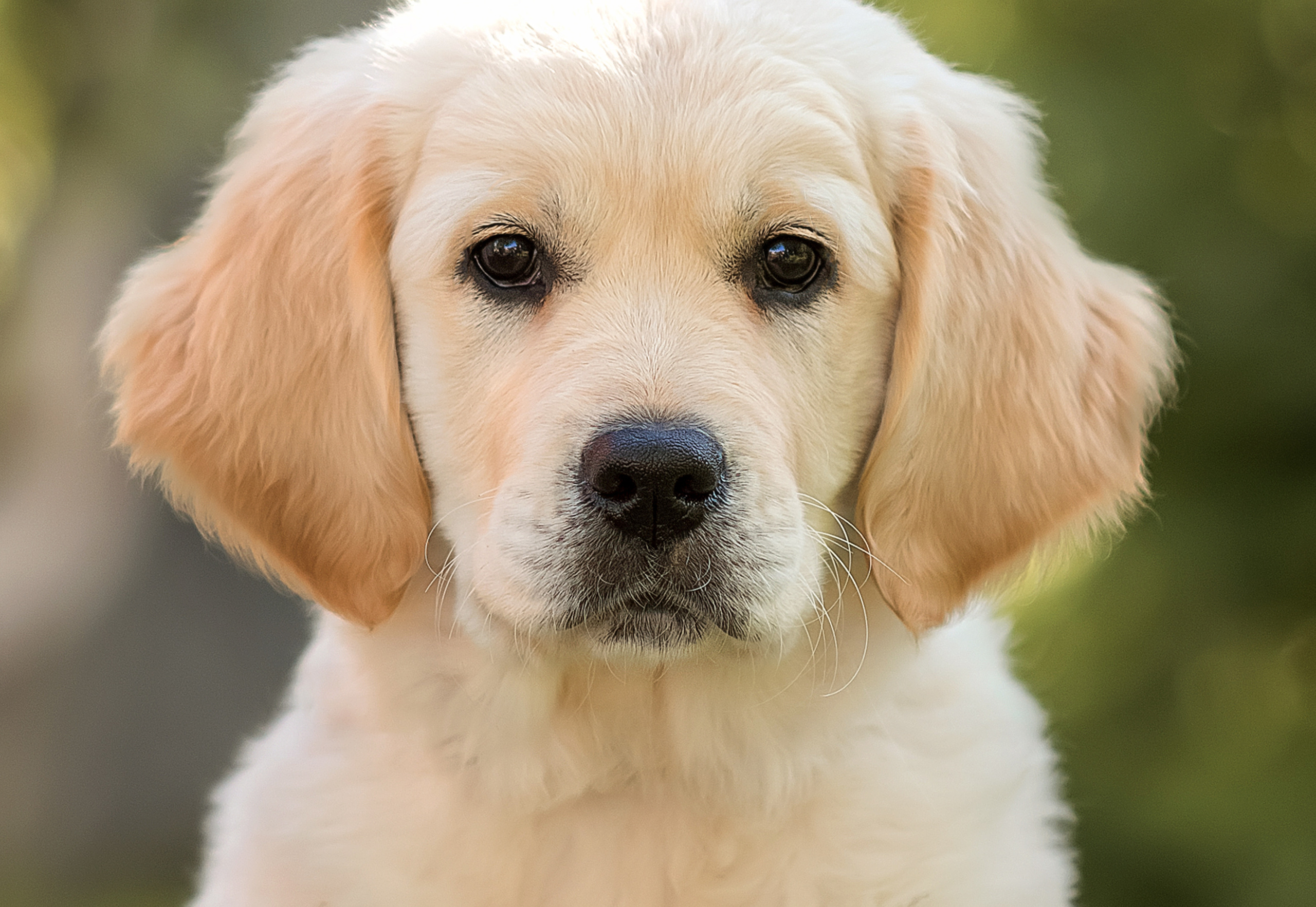 Животные. Семейный фотограф в Минске Виктория Дубровская
