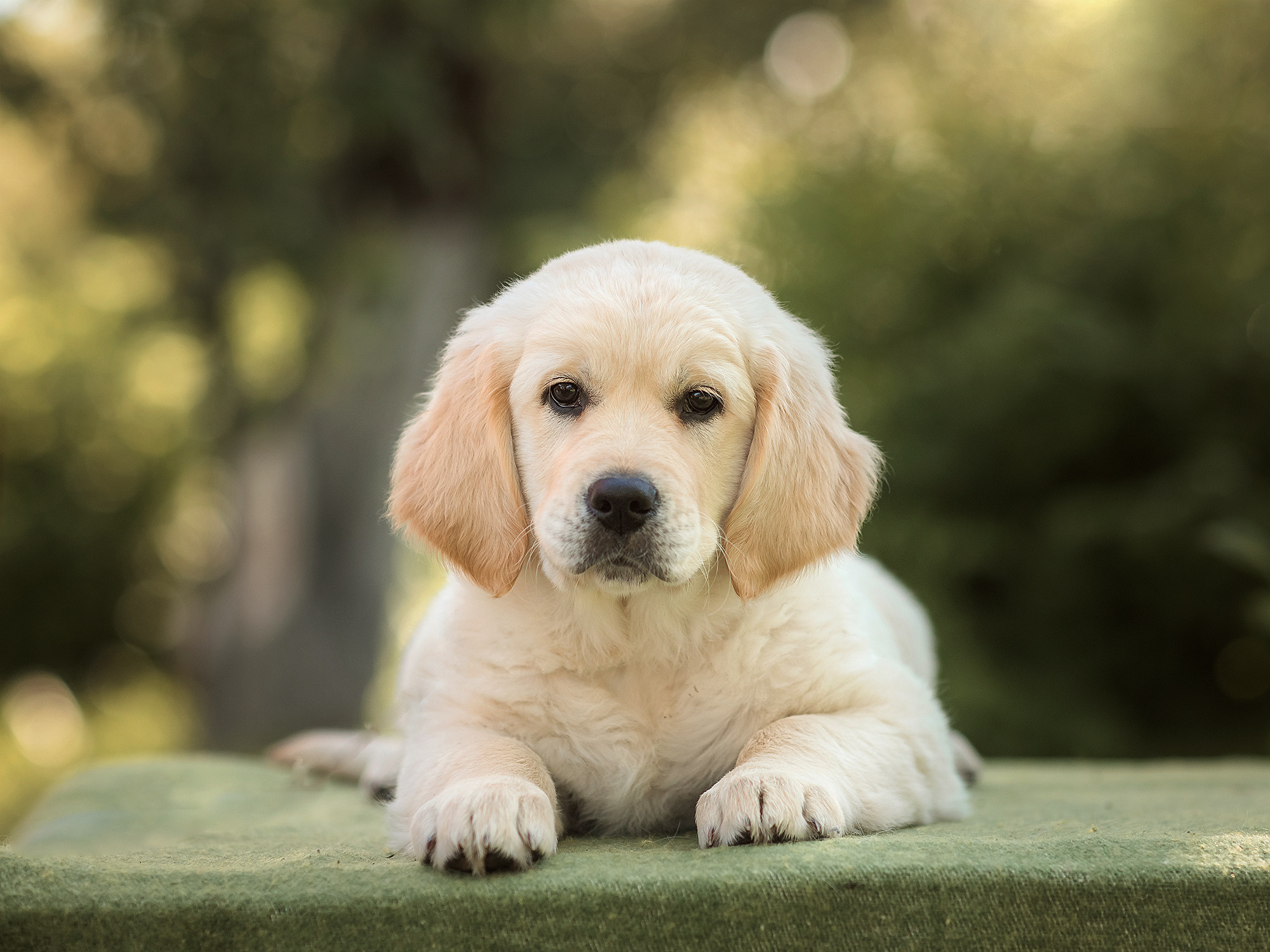 Животные. Семейный фотограф в Минске Виктория Дубровская