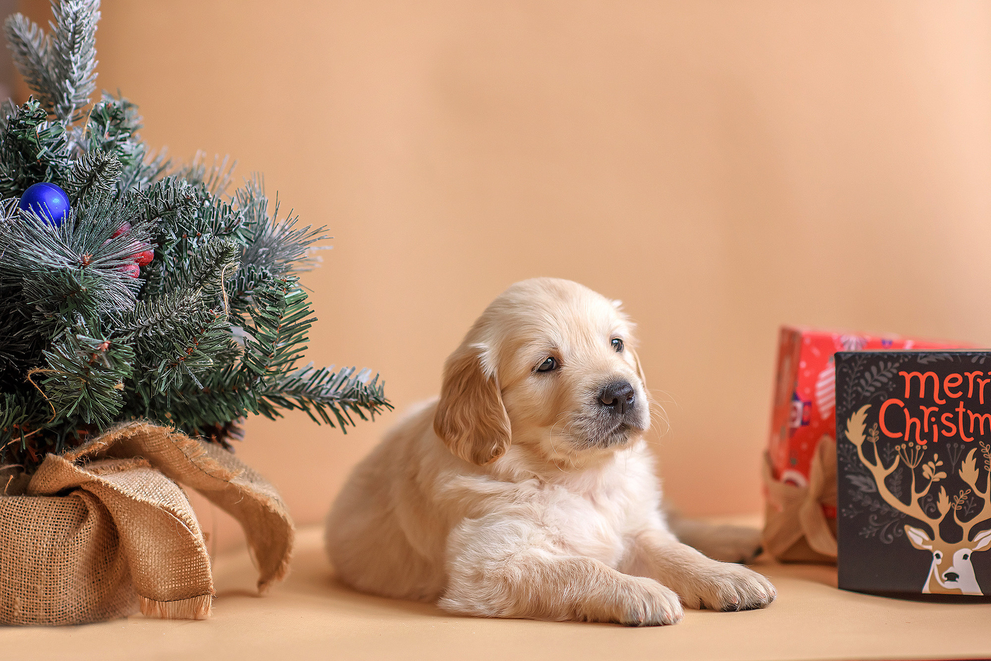 Животные. Семейный фотограф в Минске Виктория Дубровская