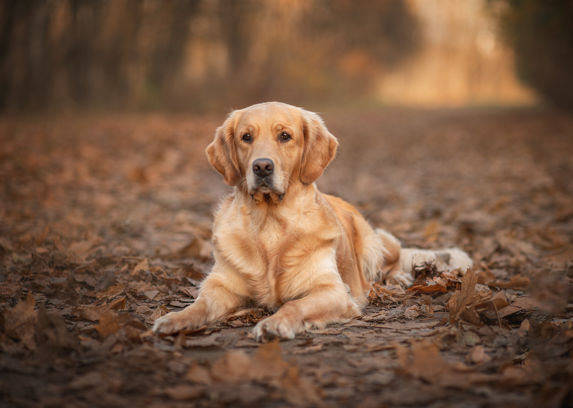 Животные. Семейный фотограф в Минске Виктория Дубровская