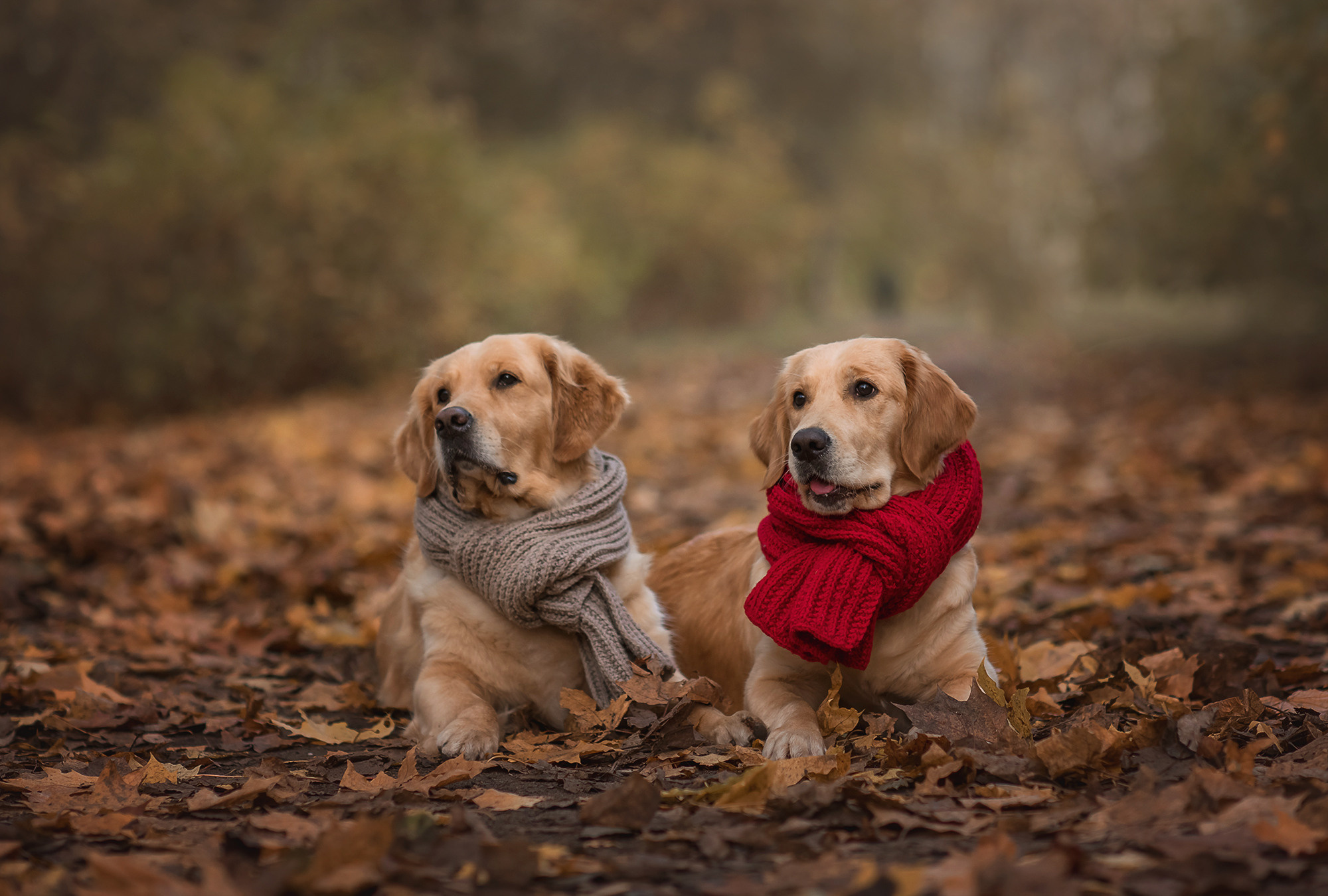 Животные. Семейный фотограф в Минске Виктория Дубровская