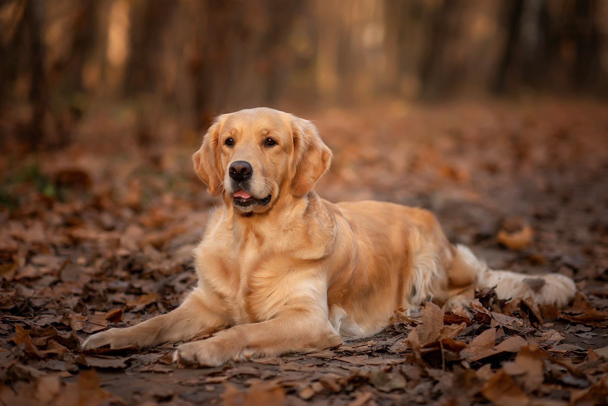 Животные. Семейный фотограф в Минске Виктория Дубровская