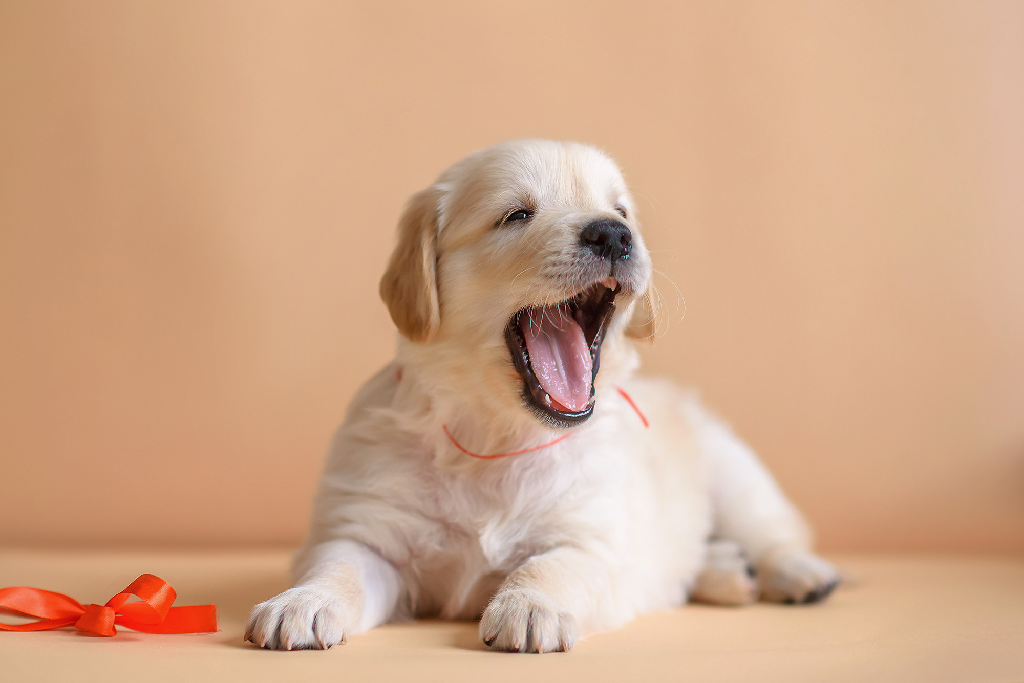 Животные. Семейный фотограф в Минске Виктория Дубровская