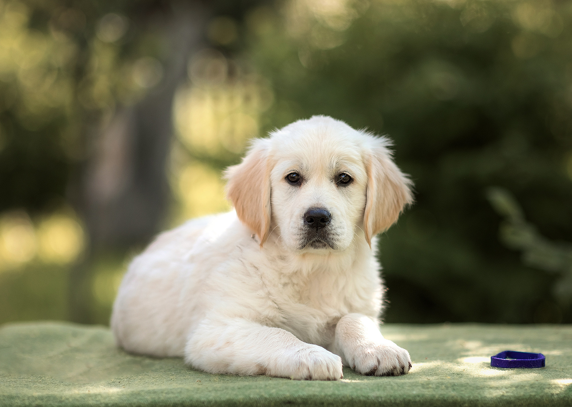 Животные. Семейный фотограф в Минске Виктория Дубровская