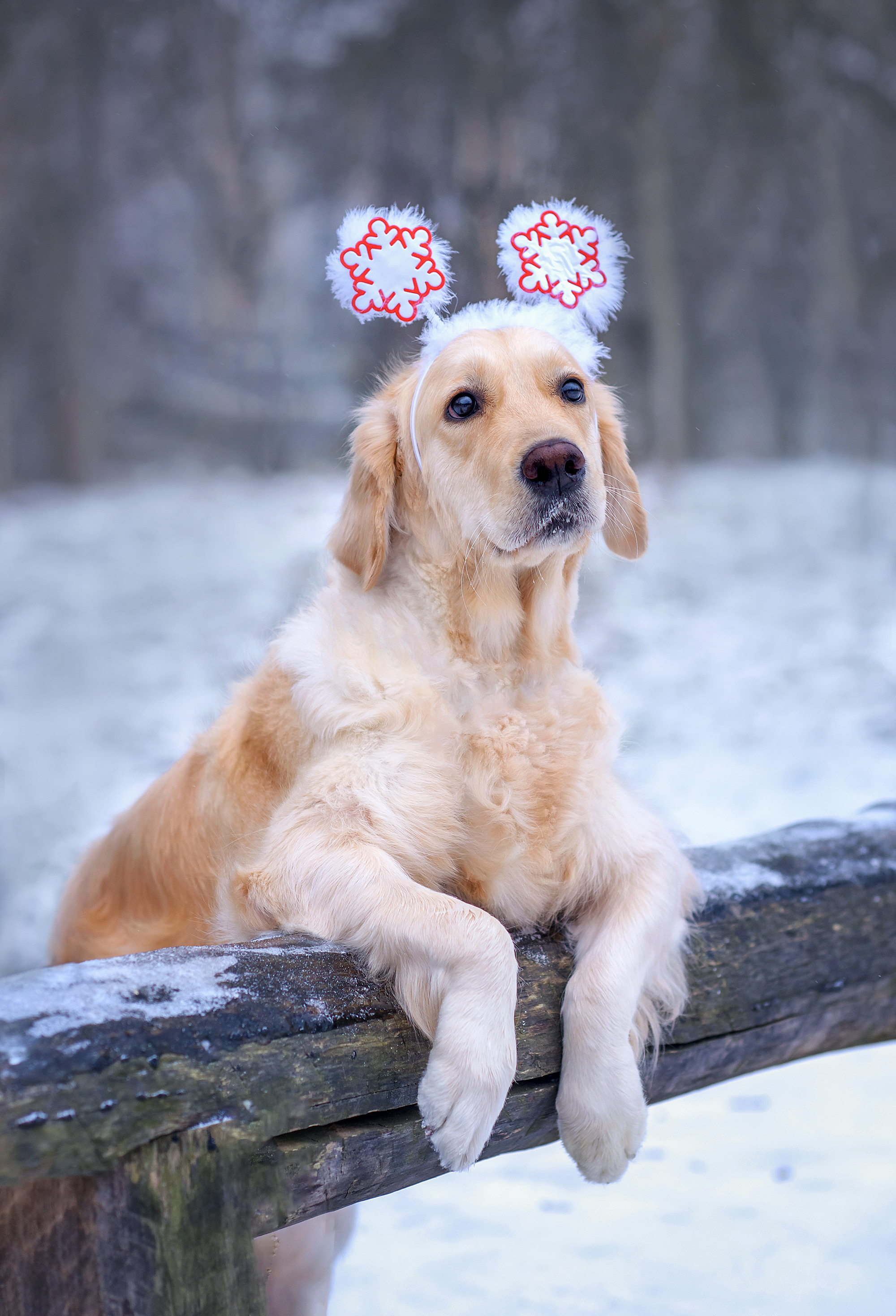 Животные. Семейный фотограф в Минске Виктория Дубровская
