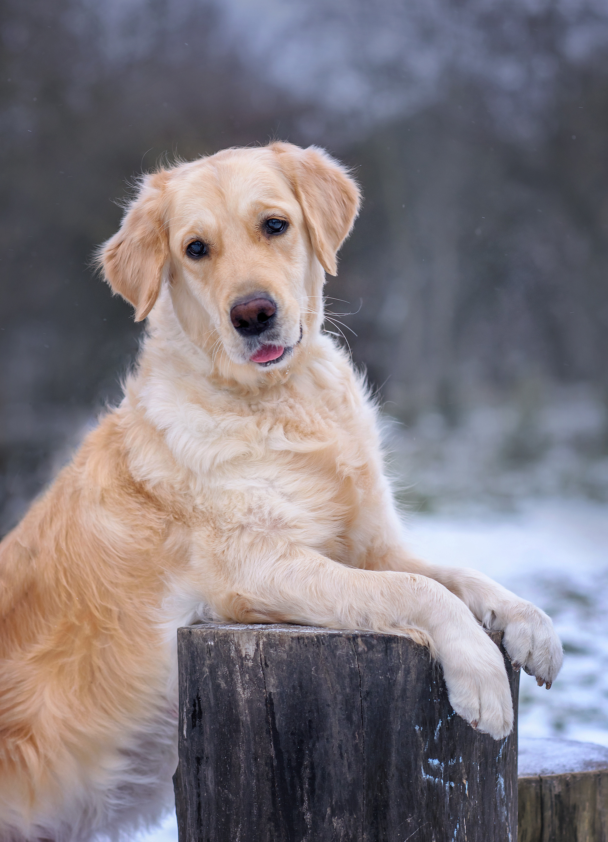 Животные. Семейный фотограф в Минске Виктория Дубровская