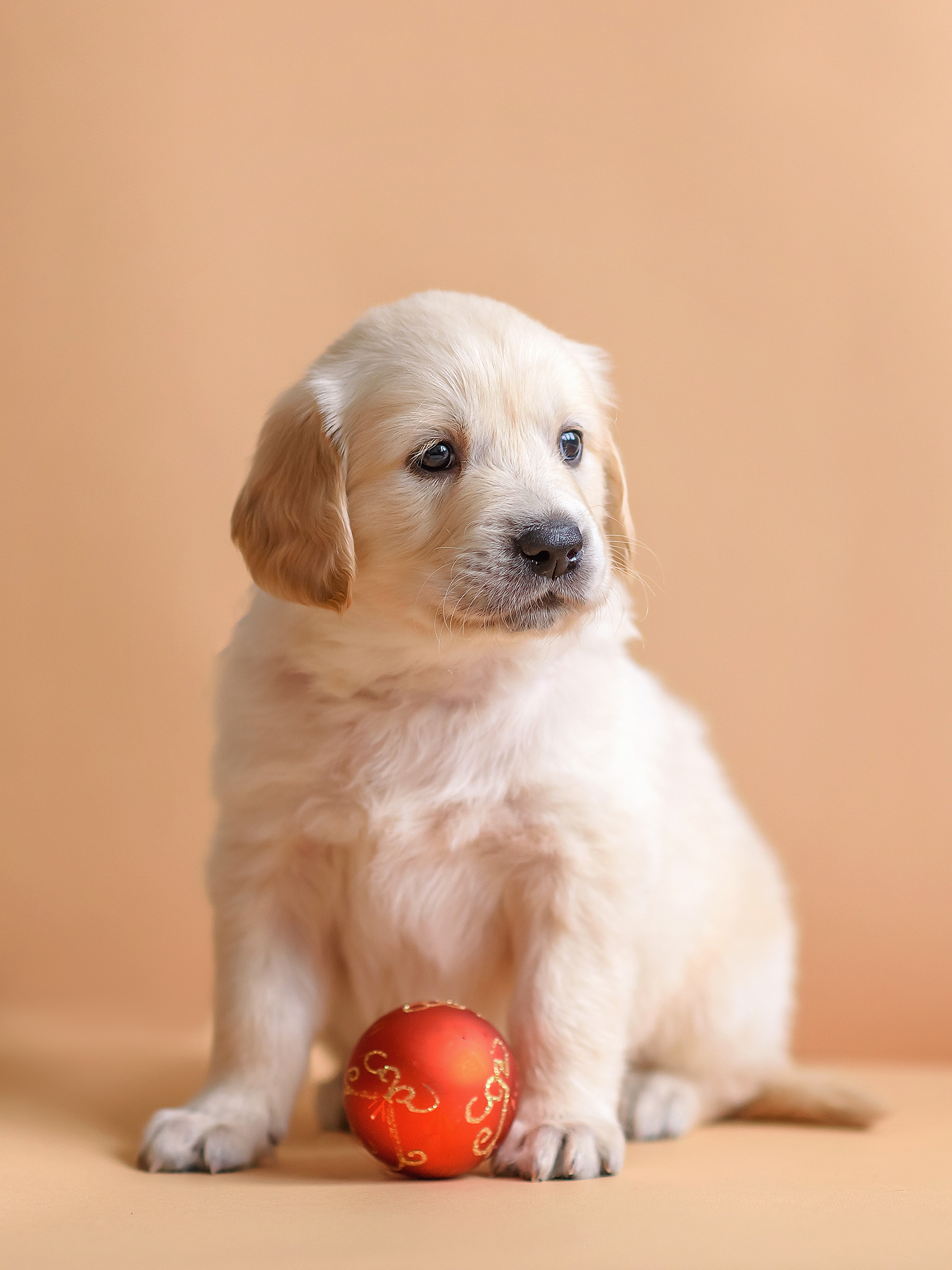 Животные. Семейный фотограф в Минске Виктория Дубровская