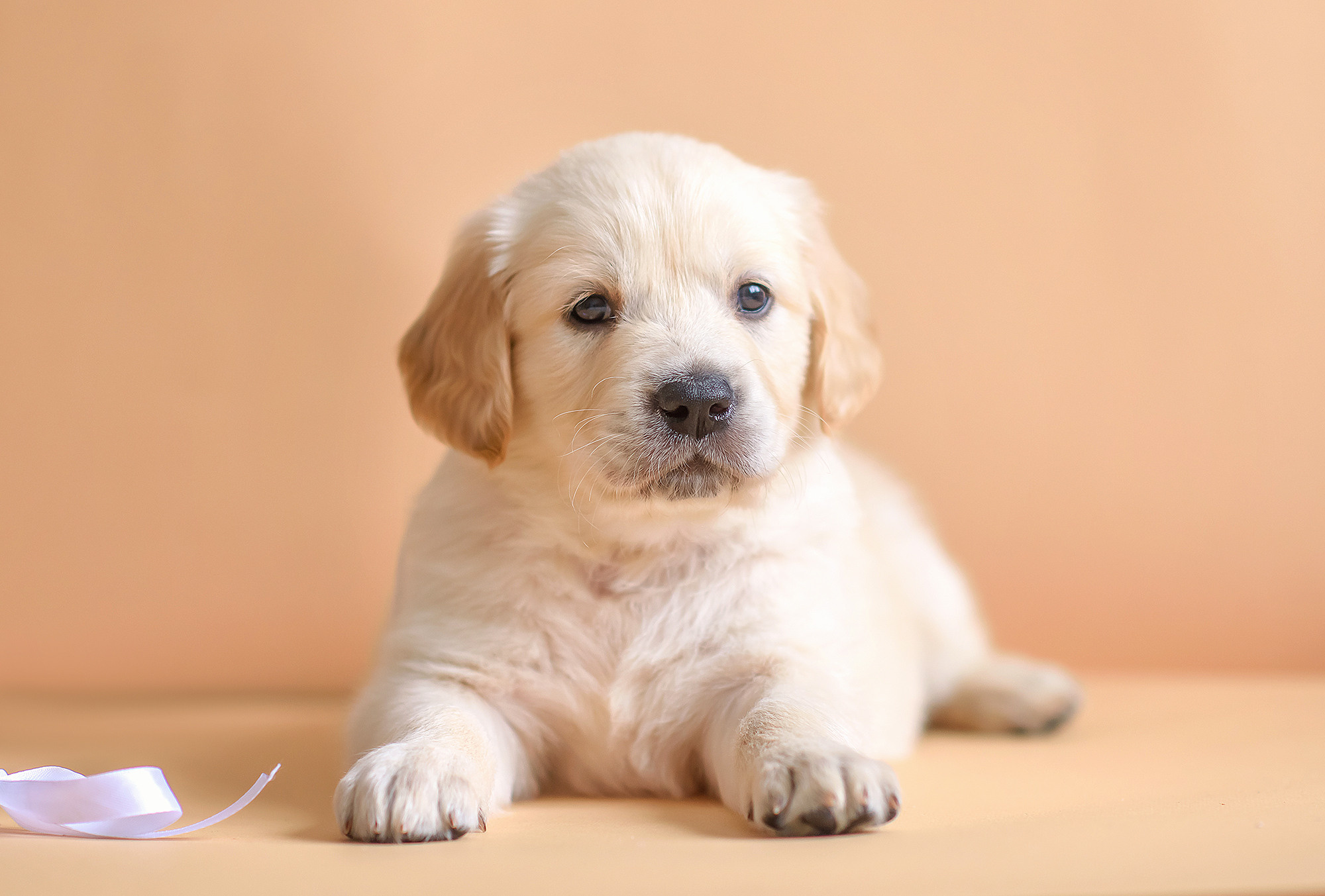 Животные. Семейный фотограф в Минске Виктория Дубровская