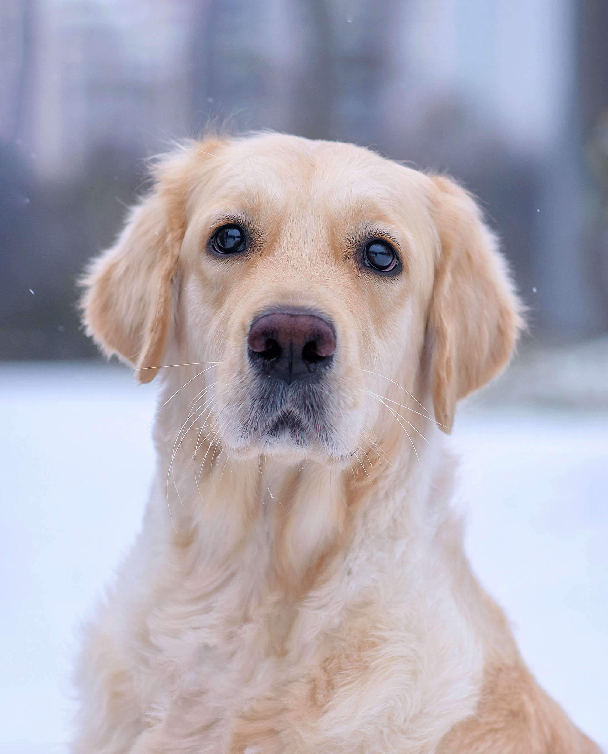 Животные. Семейный фотограф в Минске Виктория Дубровская