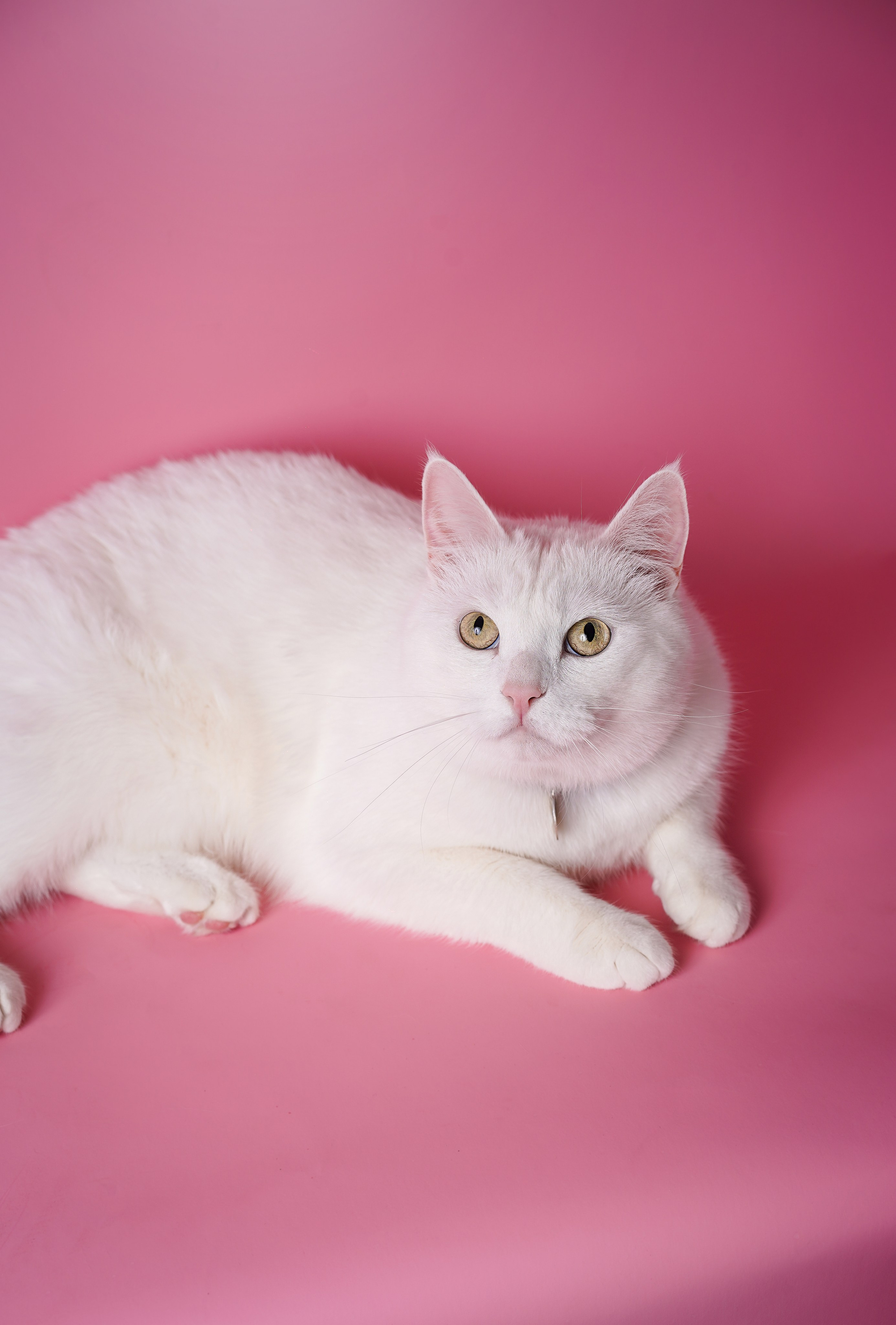 Маффин и Сэм. Фотограф-анималист в Санкт-Петербурге Яна Мартынова