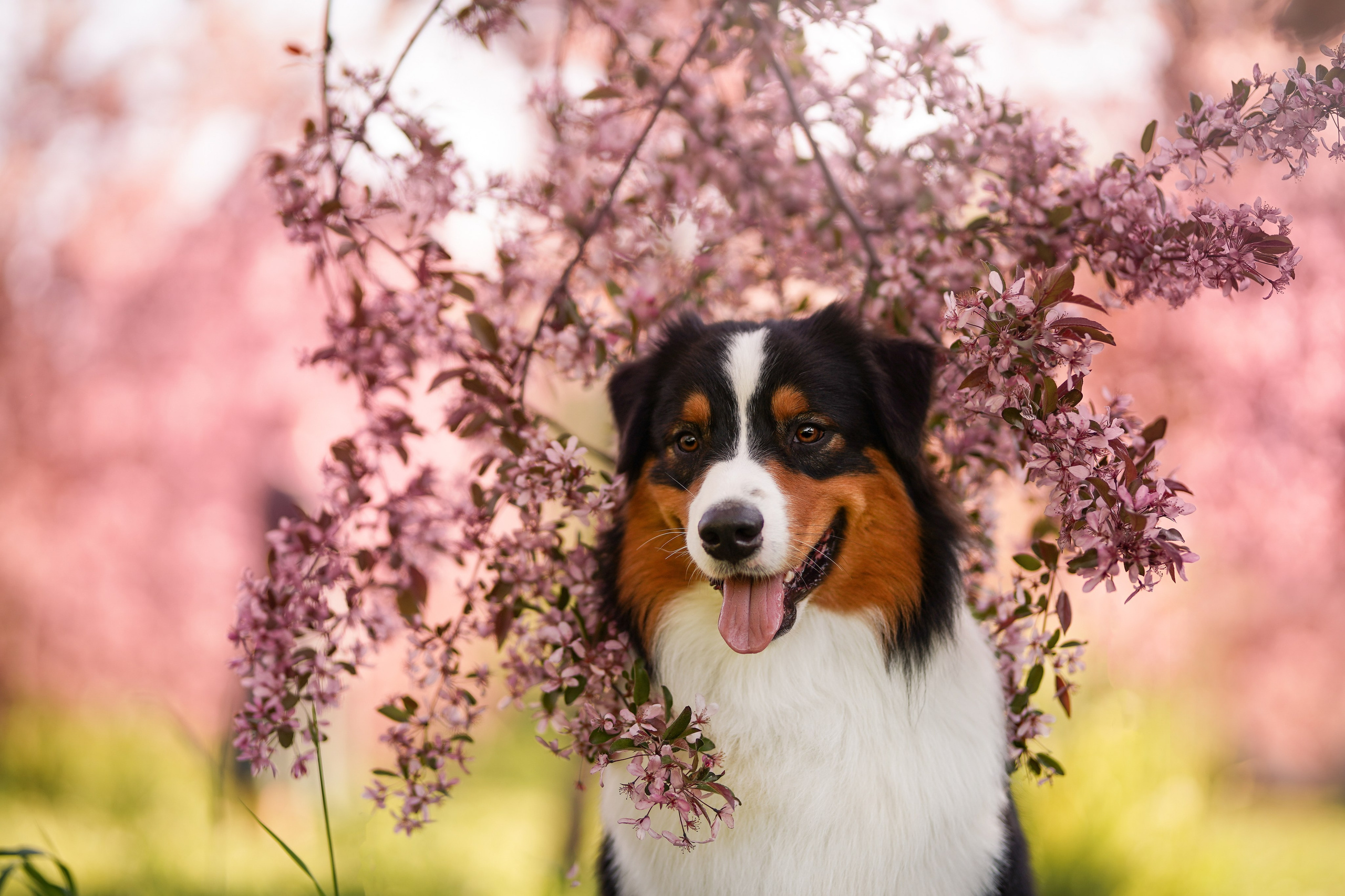 Аусси в Яблоневом саду. Фотограф-анималист в Санкт-Петербурге Яна Мартынова