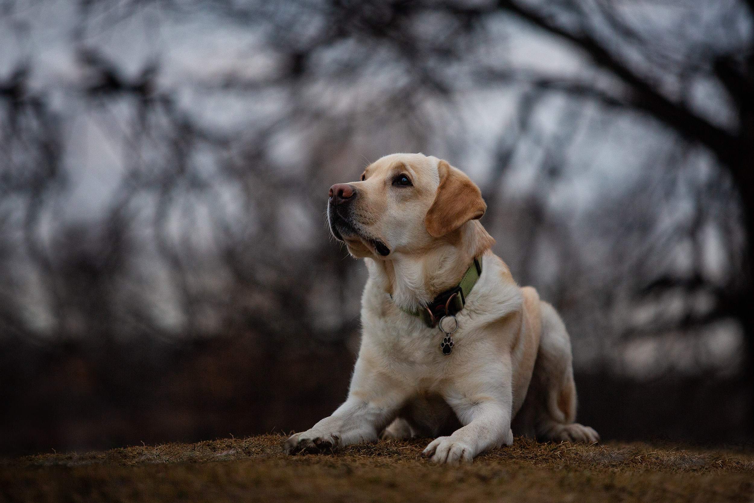 Собаки. Фотограф-анималист Юлия Удовенко