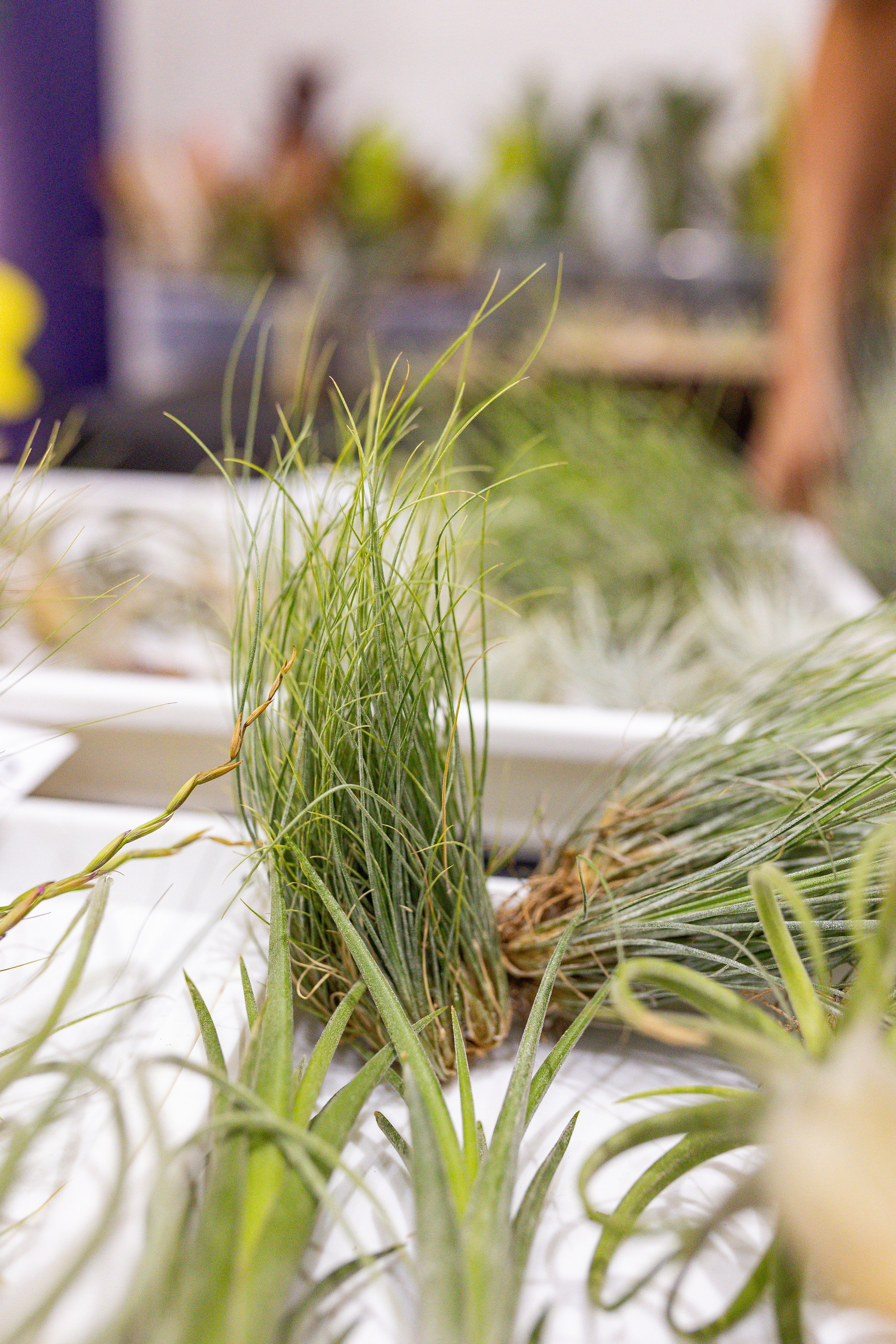 Орхидиум сентябрь 2025. Александра Куликова фотограф, Москва