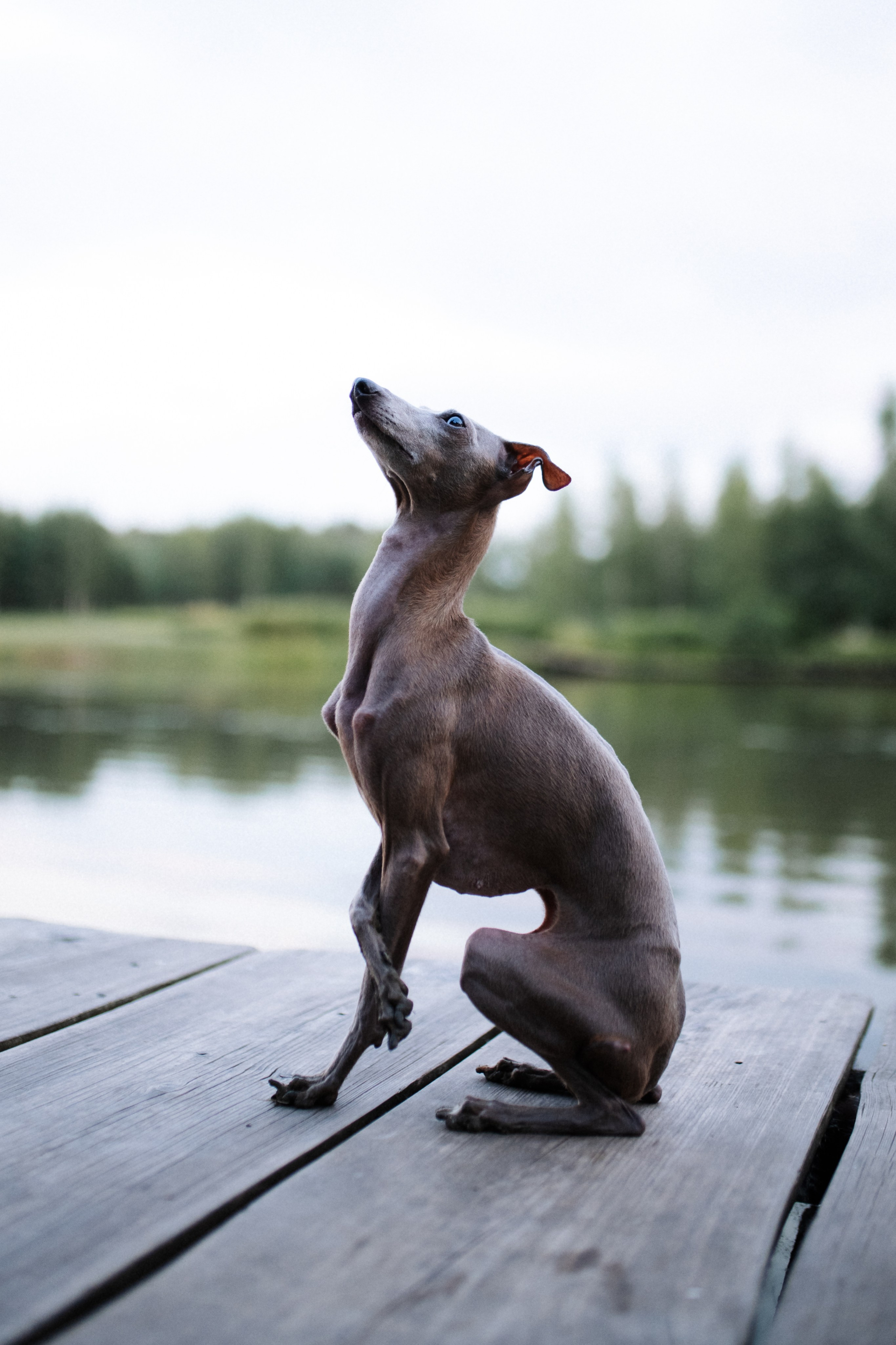 Хвост, смех и лучшие подруги. Фотограф анималист в Москве Ольга Агушева