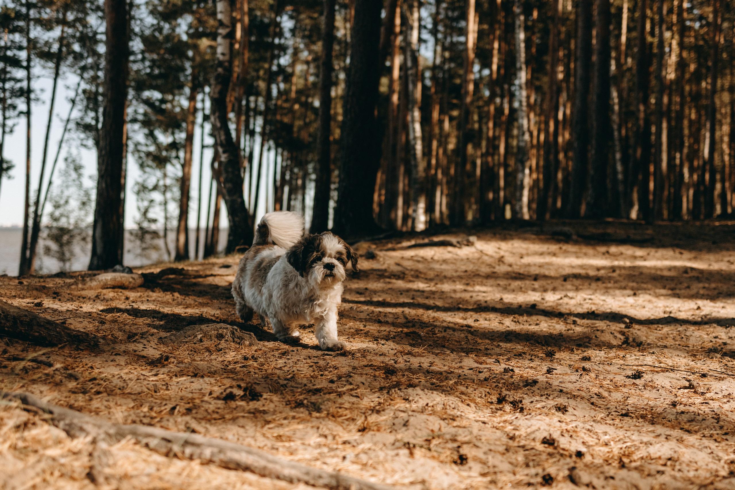 Настя и Франт. Фотограф — Анималист | Санкт-Петербург