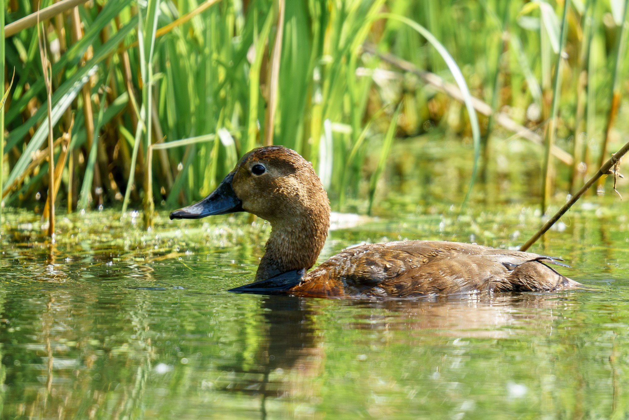 Удивительные мир птиц. Вокруг нас столько прекрасного — присмотритесь!. Ваш личный фотограф Марина Волкова