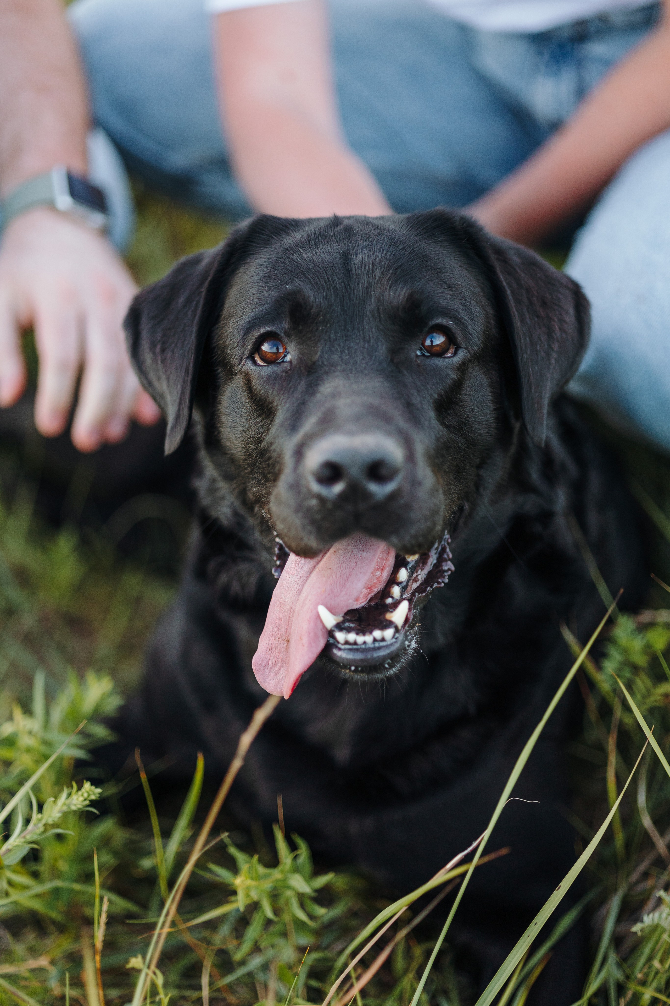 Бомбей и его семья. Фотограф — Анималист | Санкт-Петербург