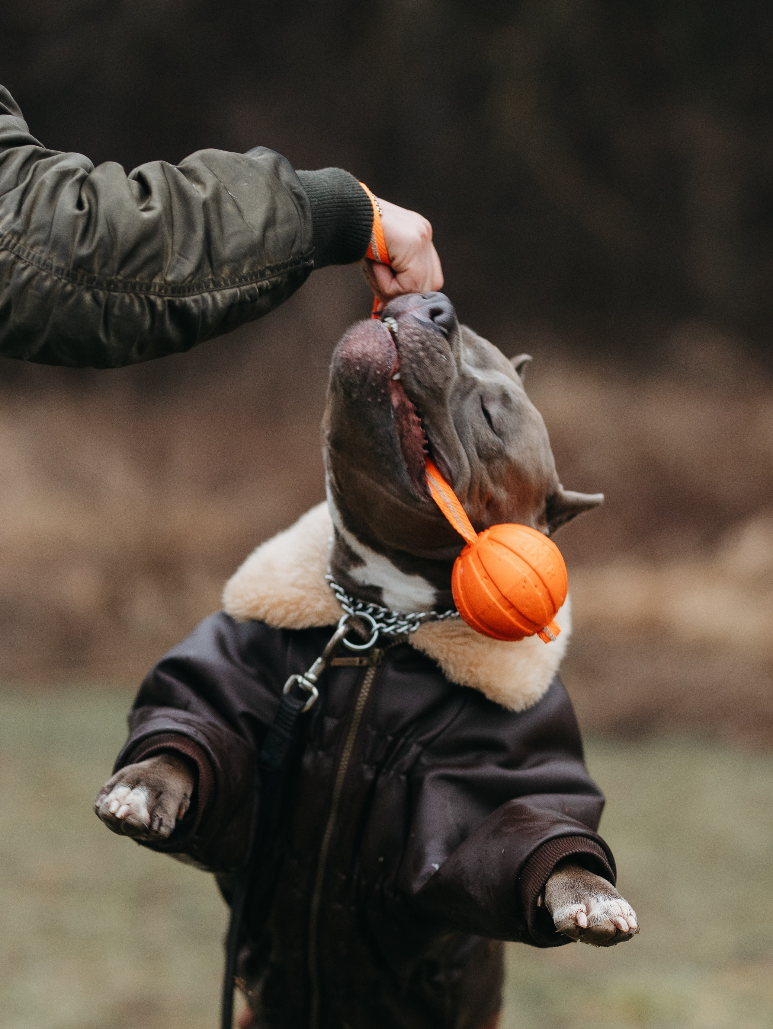 Зевс и Мария. Фотограф-анималист в Москве Кириллова Татьяна