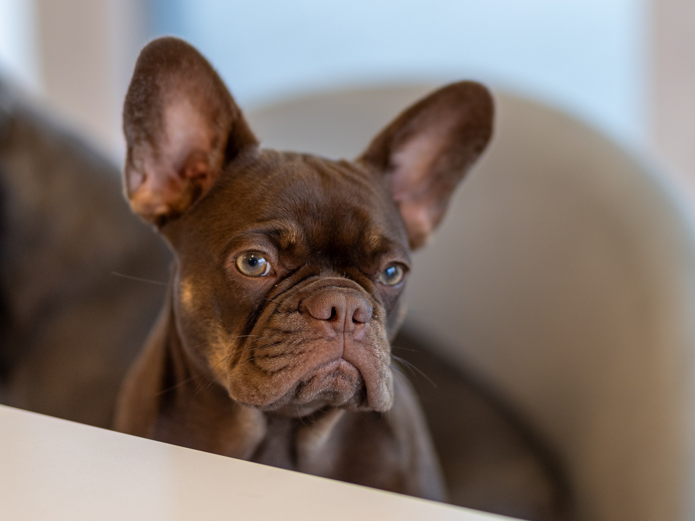 Семейный завтрак. Фотограф-анималист в Москве Кириллова Татьяна