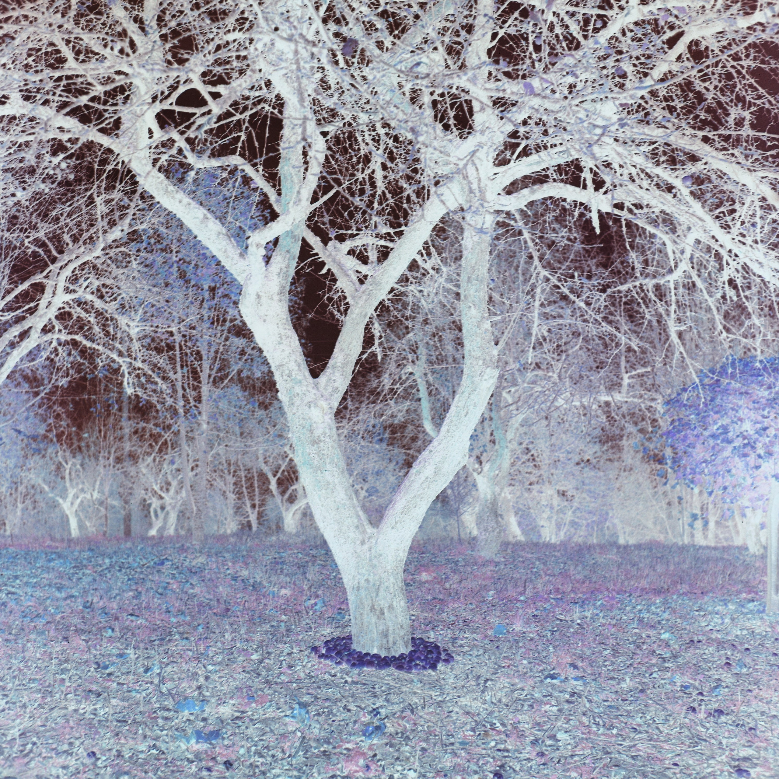 Юля Германович | Сад. Private image