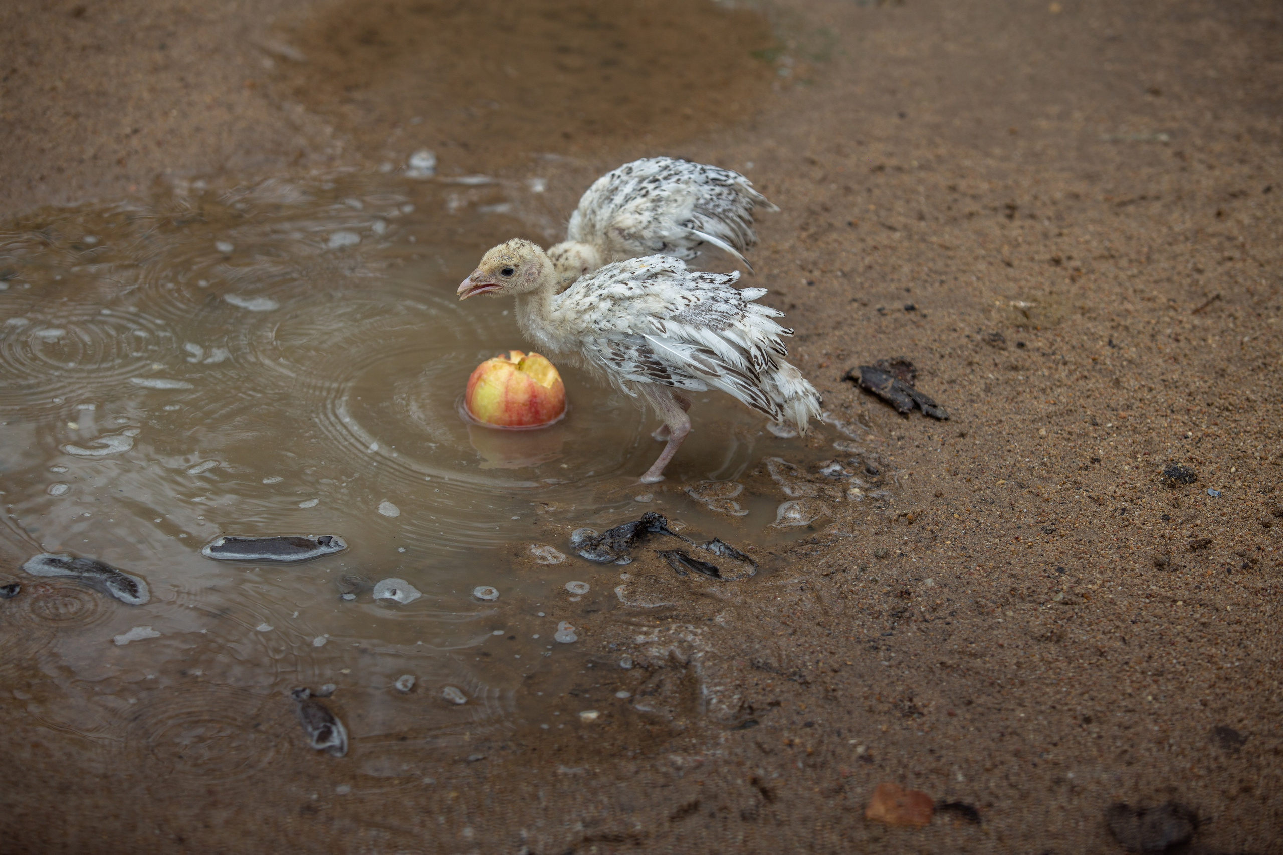 Samut Prakan Crocodile Farm & Zoo. Photographer Sonkina Tatiana (Tanya Ash)
