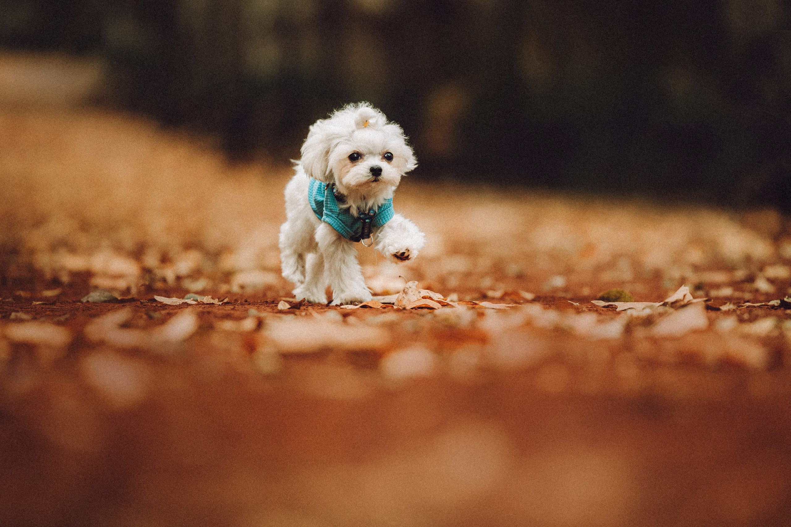 Настя и Гоша