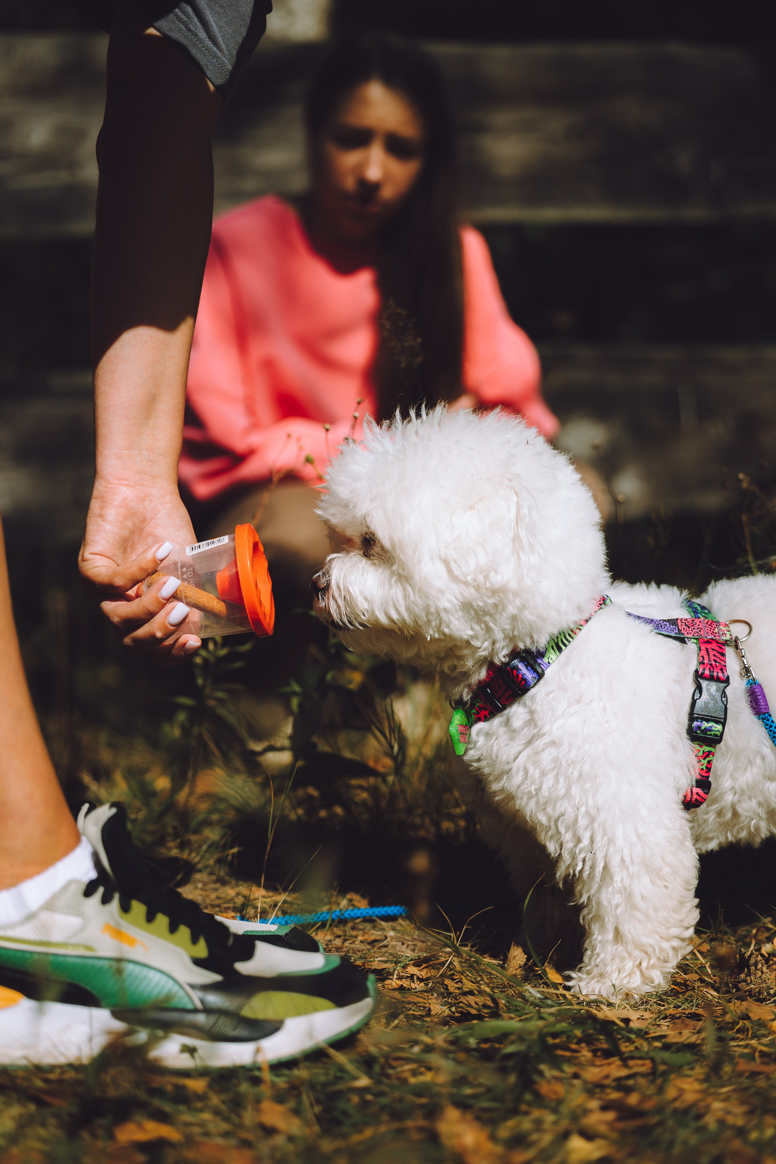 Выездной дог-тренинг от школы «Шерсть имею», Тованово