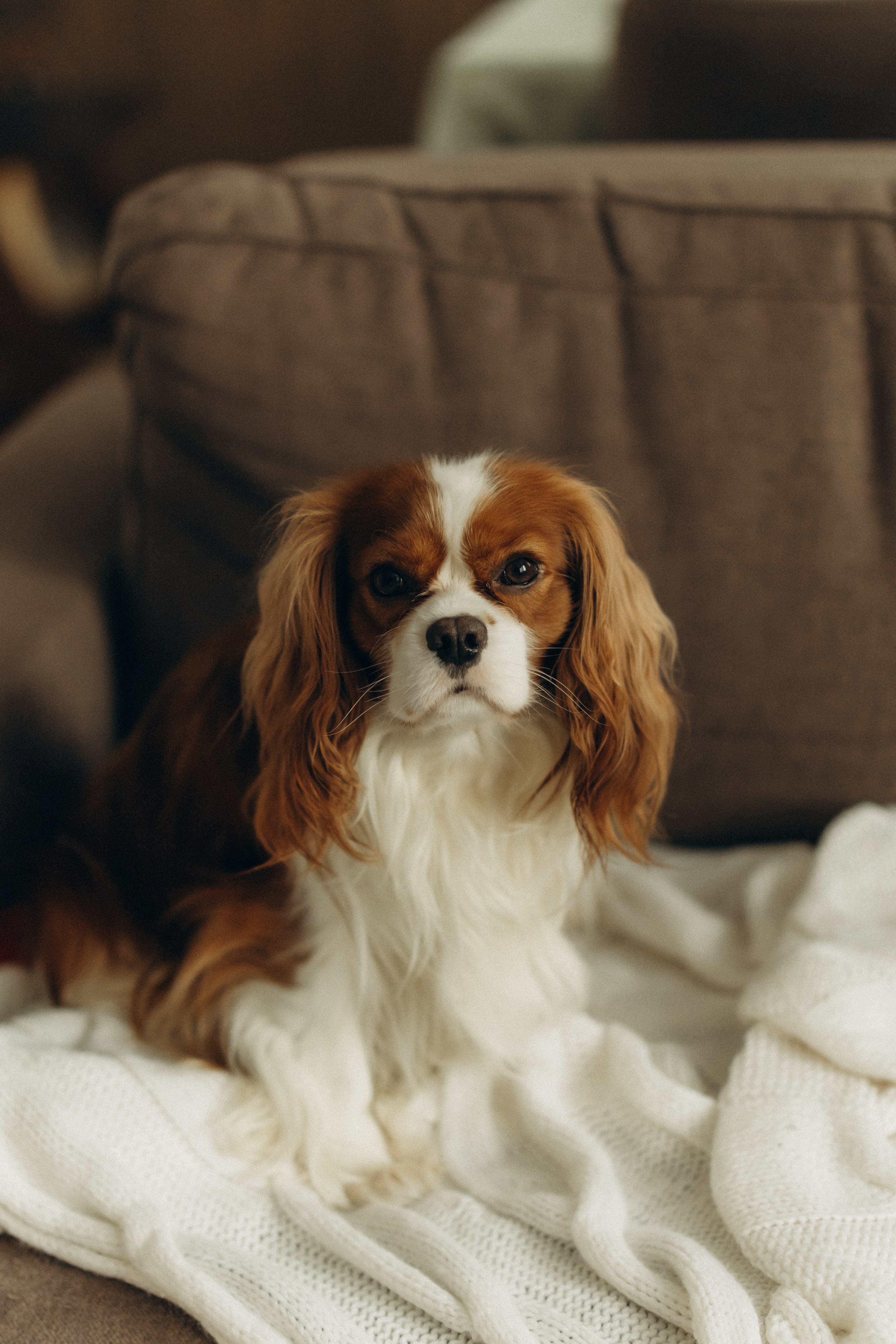 Аня, Ефим, Лимон. Семейный фотограф Оля Гладченко