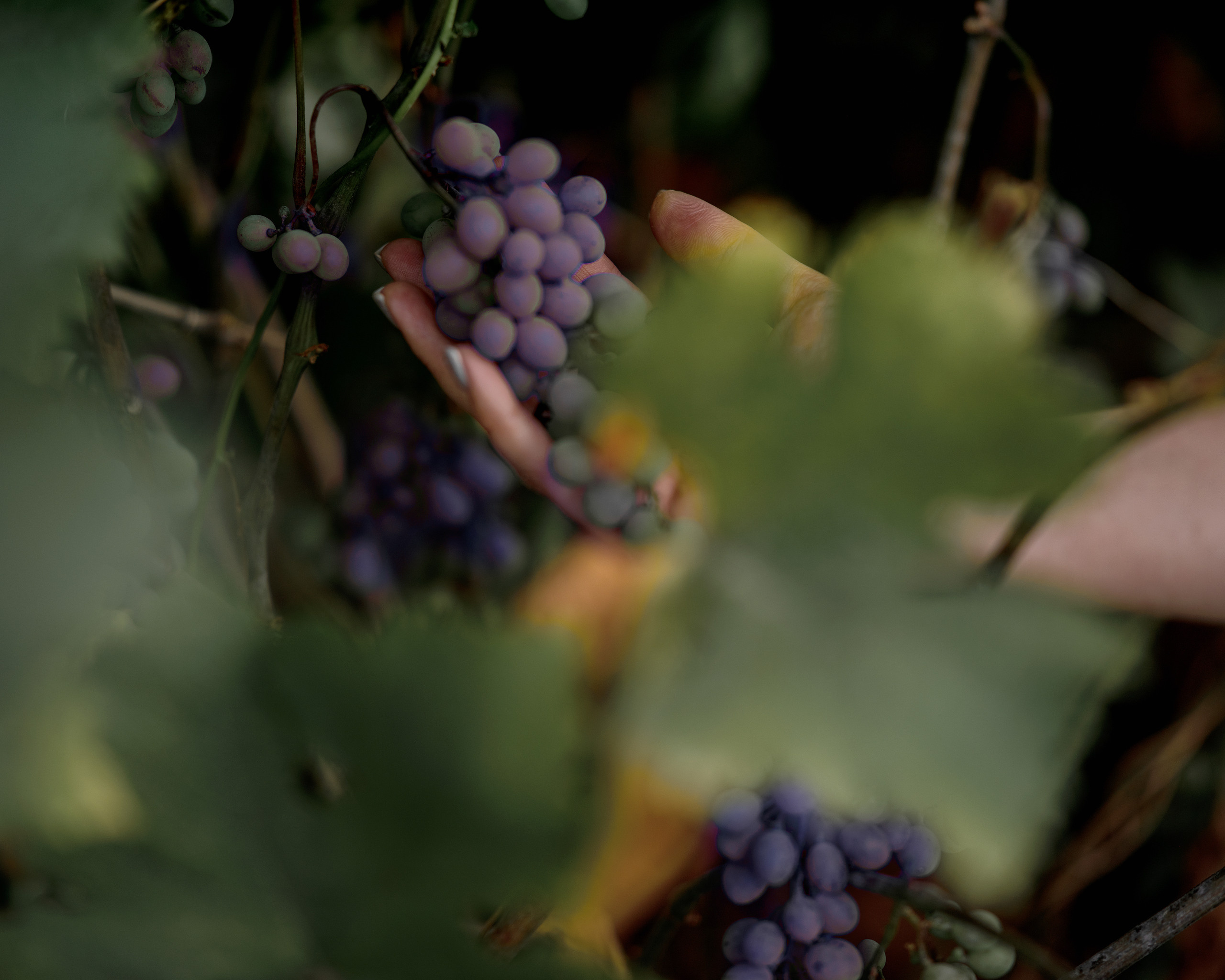 Итальянский прованс. Фотограф в Краснодаре и Бишкеке Галина Бокова