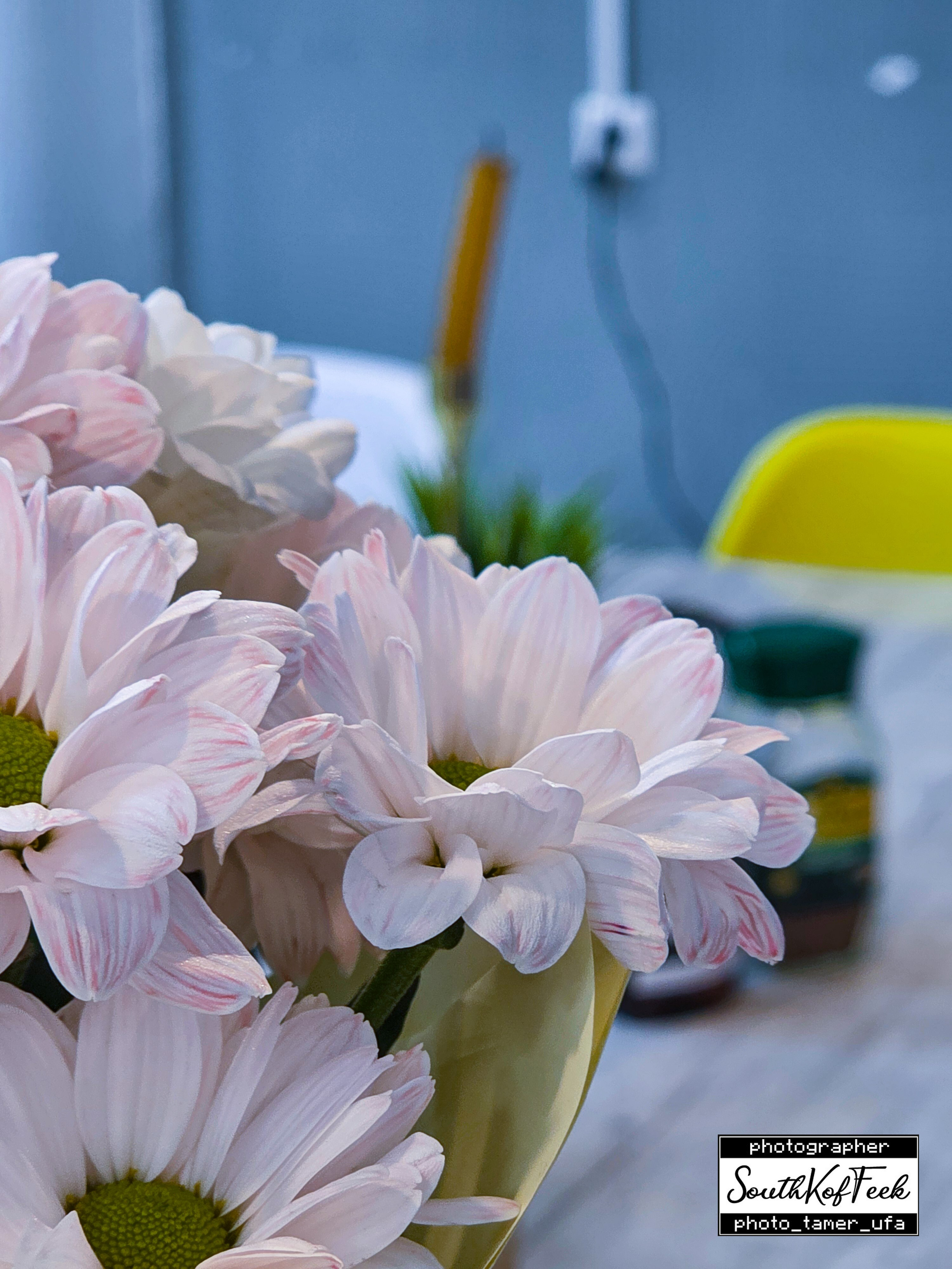 Цветы?. Photo Tamer Ufa