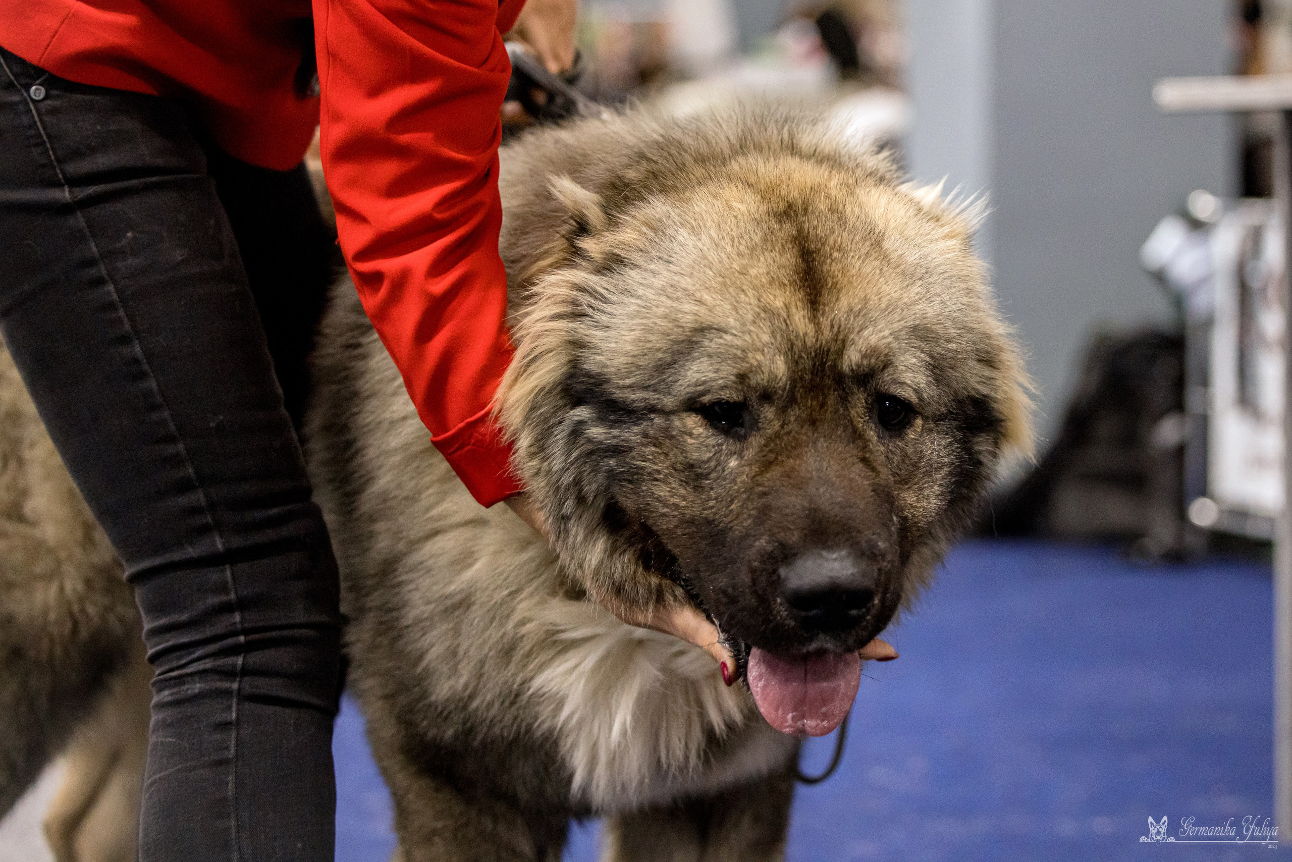 Сфера 29.10,Крокус 4.11,Сфера 12.11.2023. Фотограф-анималист Юлия Германика