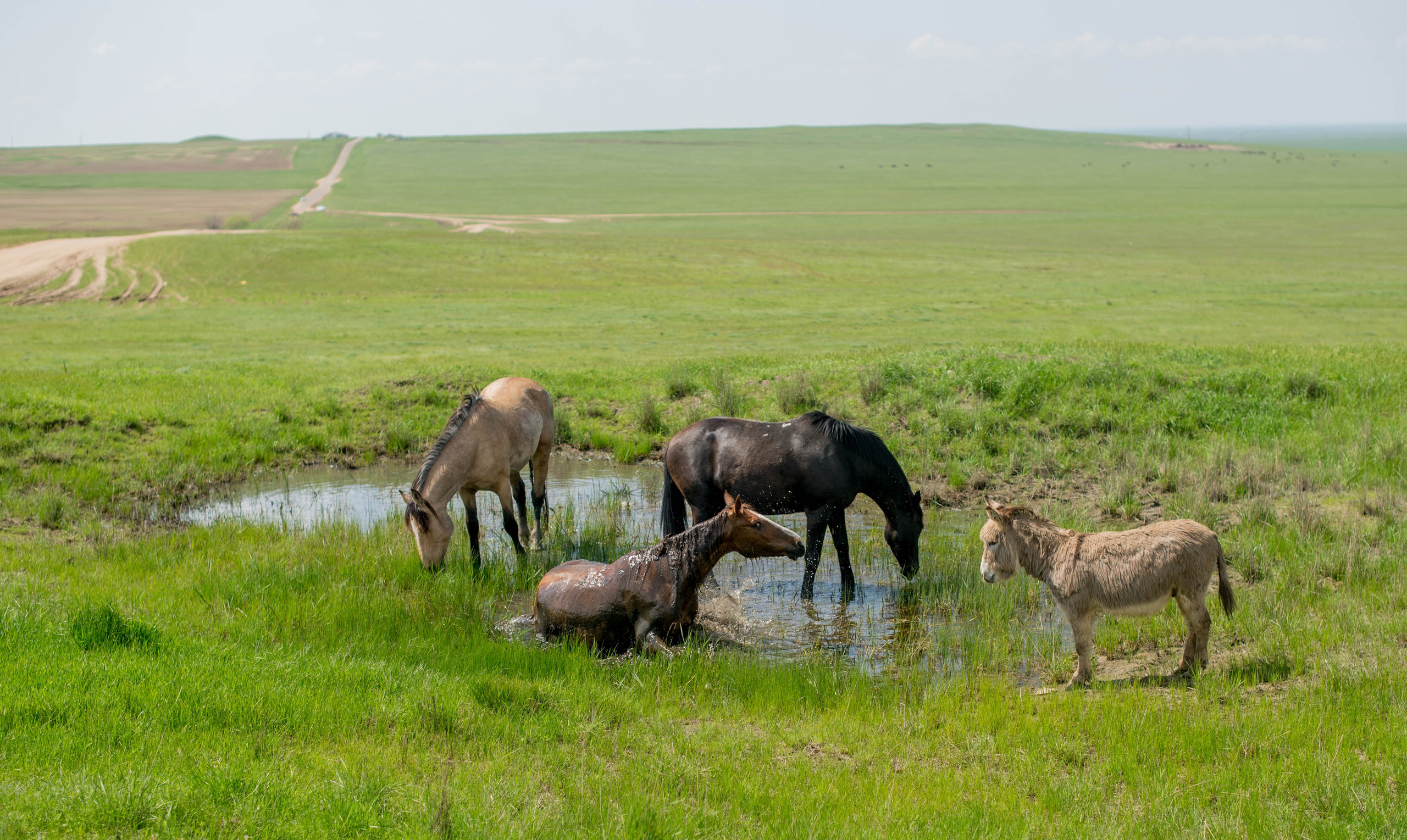 Kalmykia. The only Buddhist republic in Europe. Travel photographer Max Muze