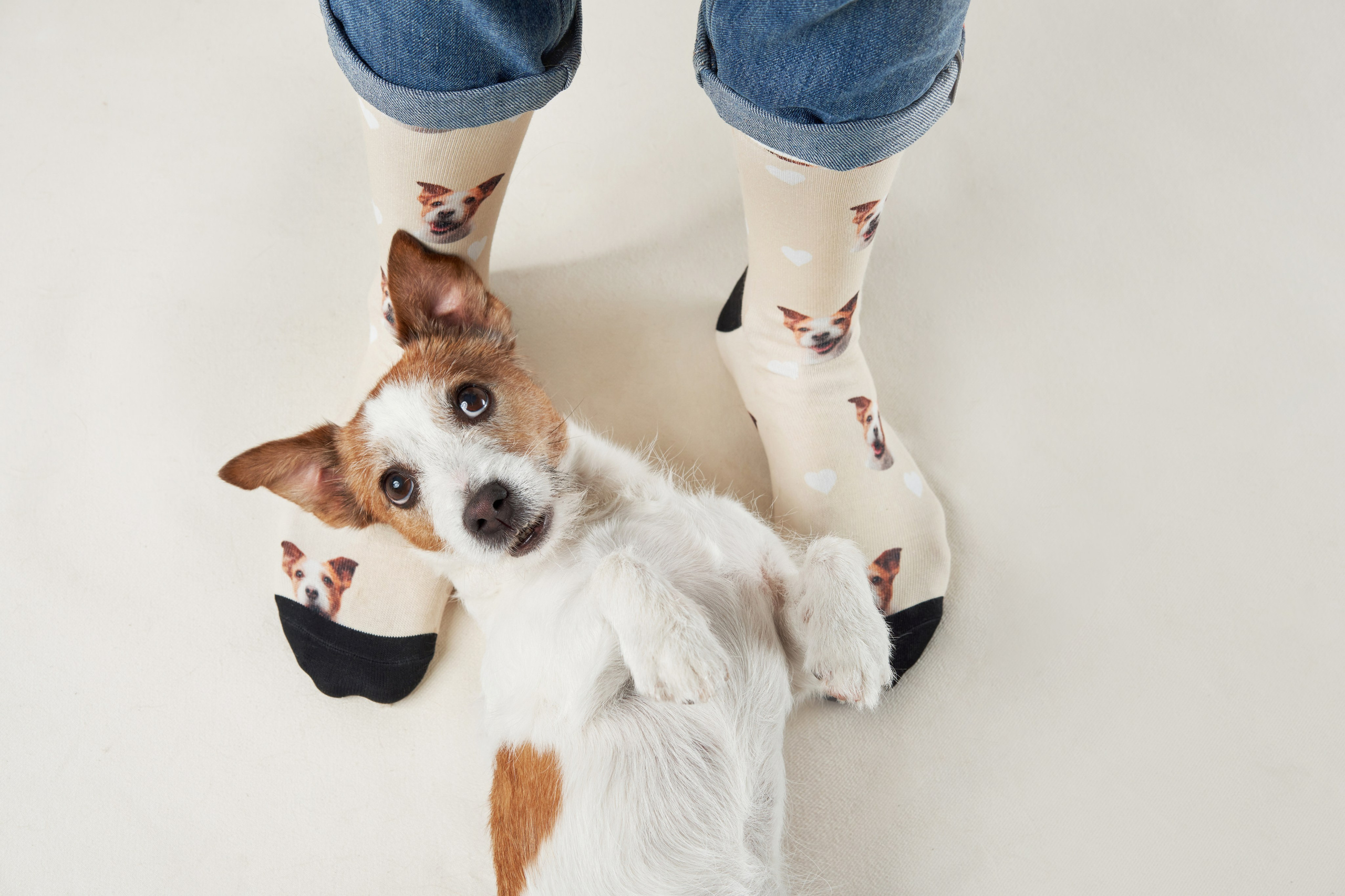 Advertising shooting with animals. Pets in advertising. Dog photographer Averianova Anna — Art photography of dogs