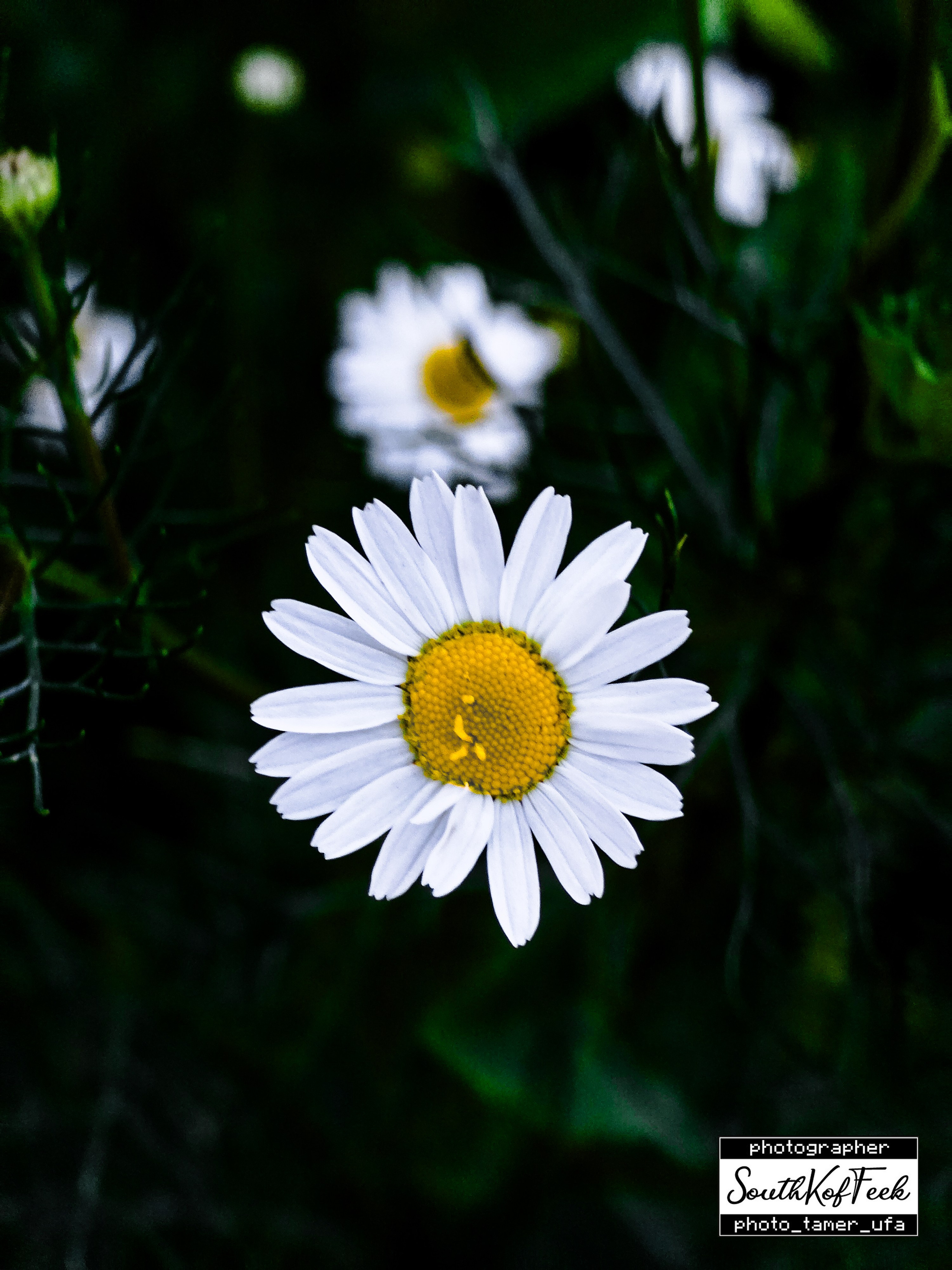 Цветы?. Photo Tamer Ufa