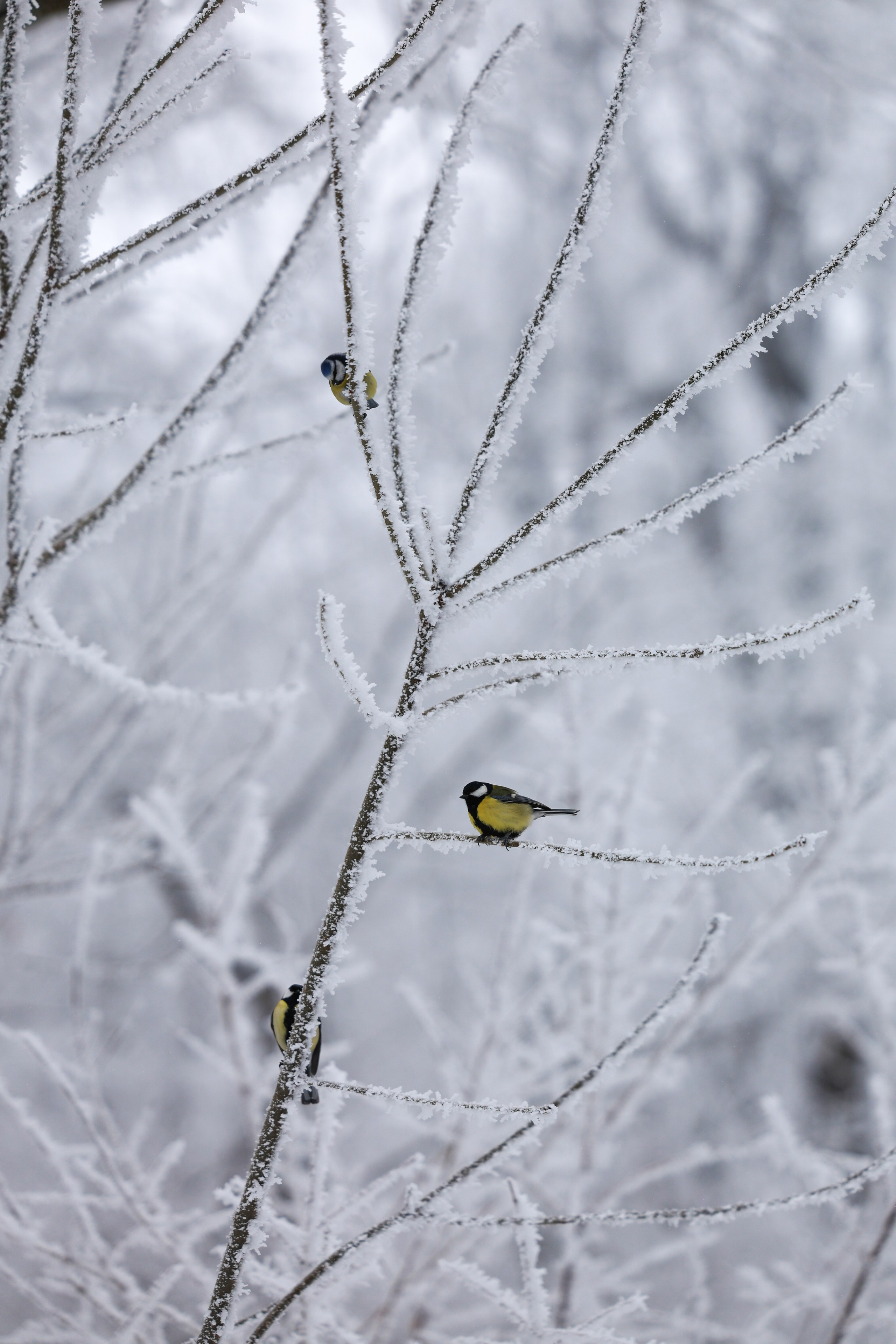 Фотограф Мария Алексеева. Мария Алексеева. Фотограф в Москве