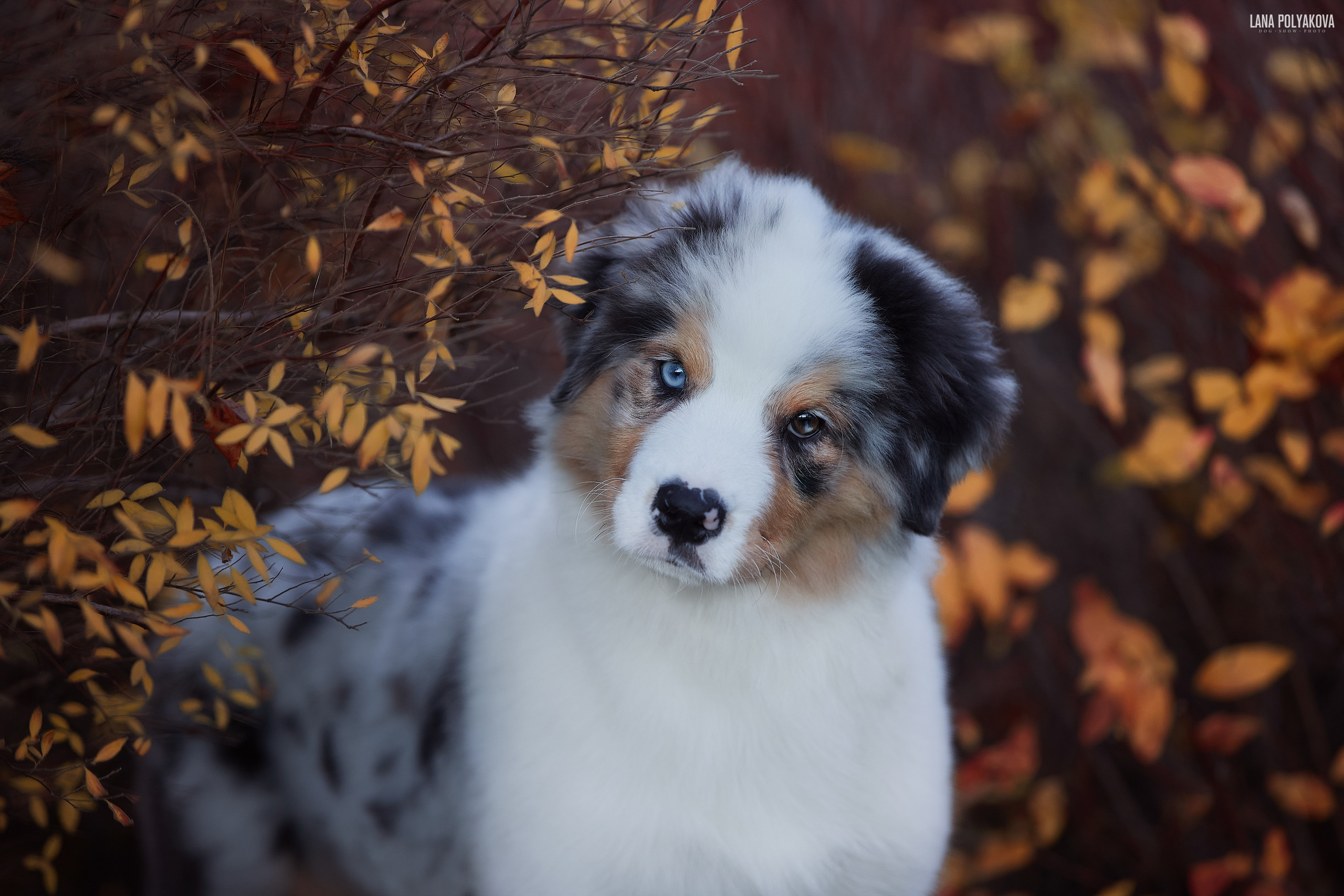 БИОГРАФИЯ. ФОТОГРАФ-АНИМАЛИСТ l LANA POLYAKOVA