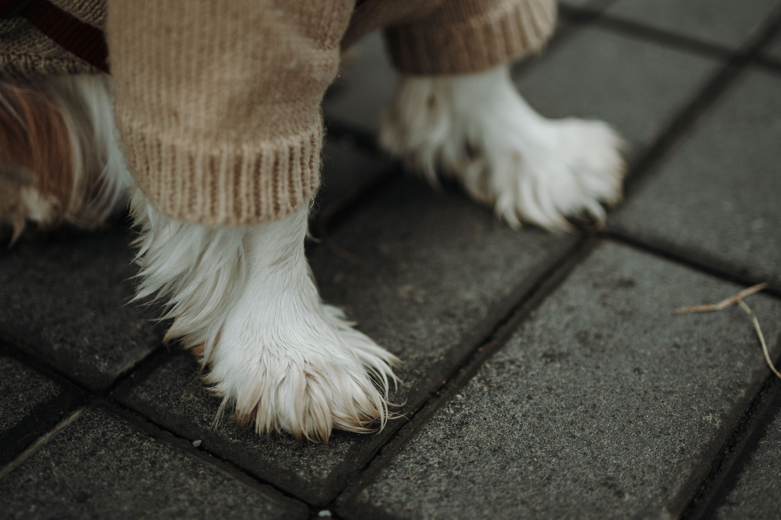 Любовь и Альтаир