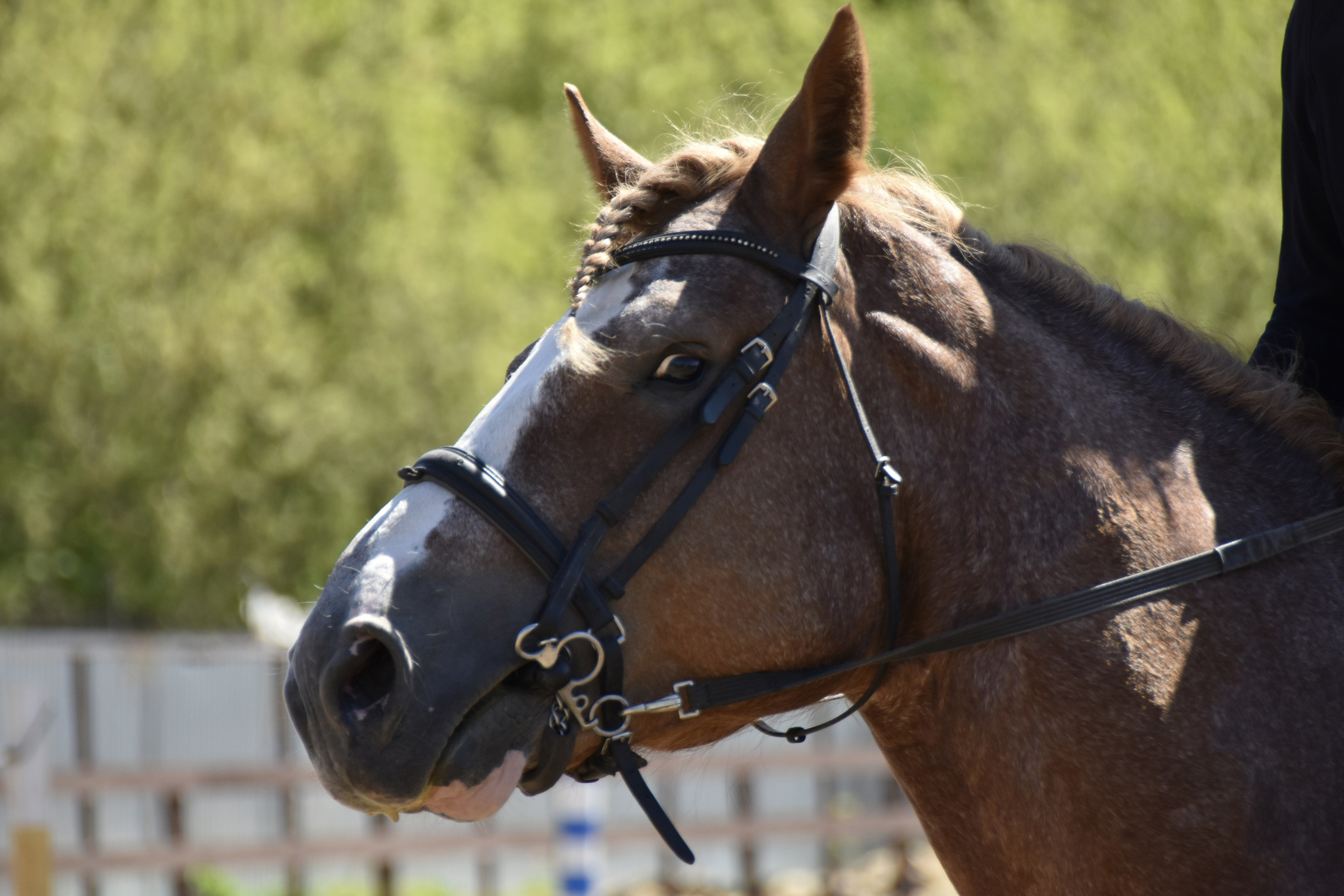Соревнования по конкуру. КСК «Галактика». Конный фотограф Москва