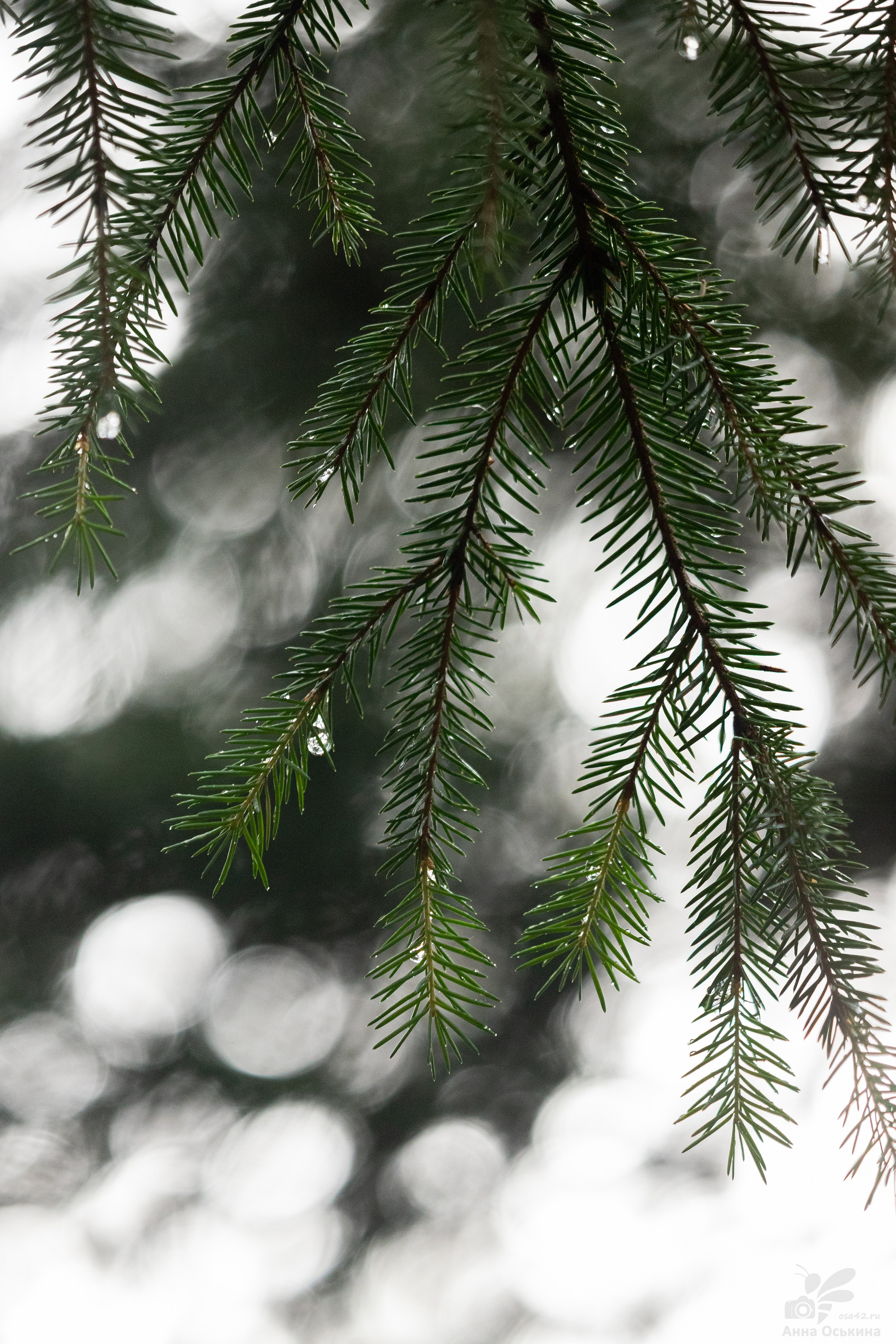 Шерегеш 2023. Фотограф в Кемерово Анна Оськина