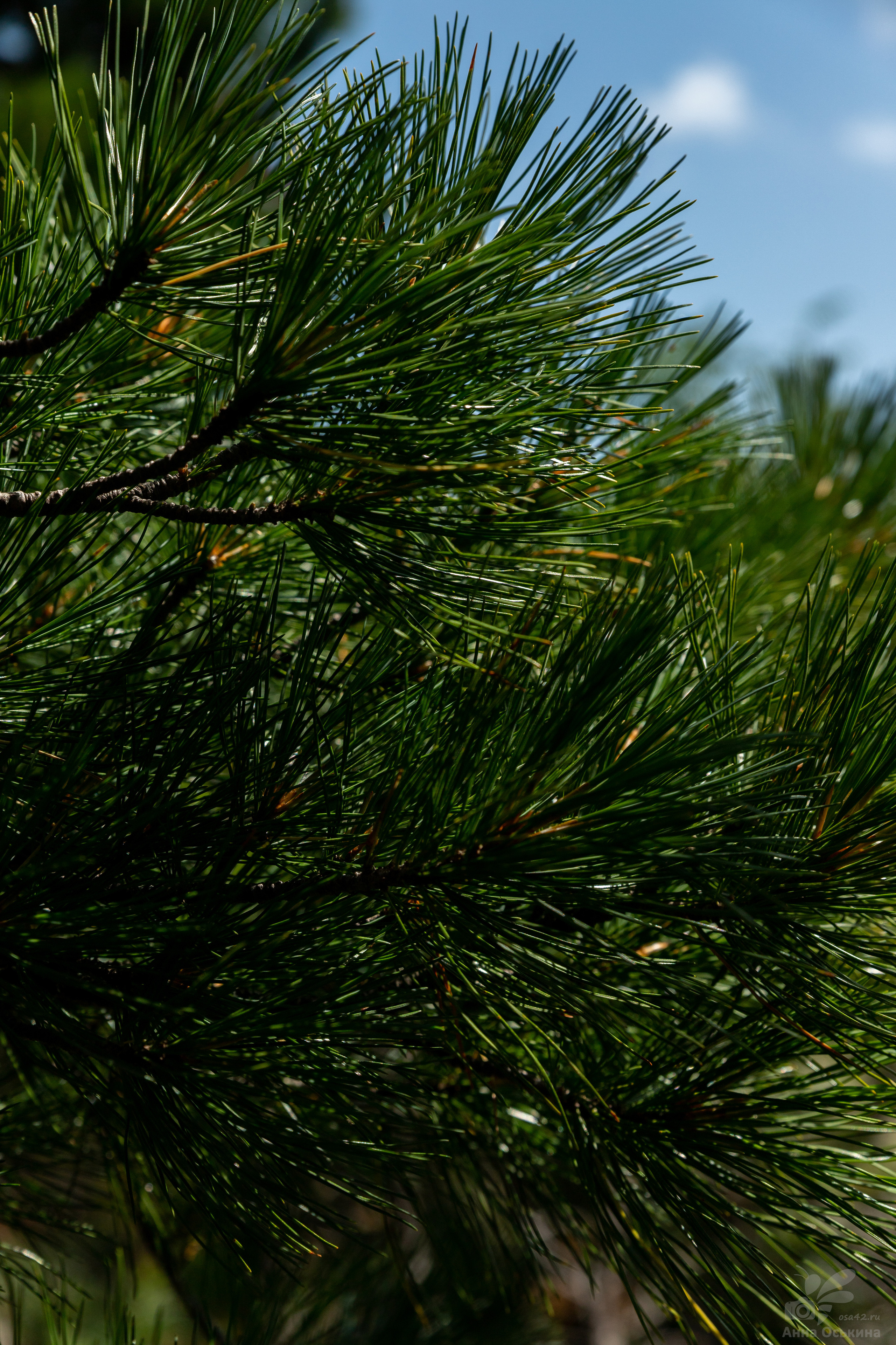 Шерегеш 2023. Фотограф в Кемерово Анна Оськина