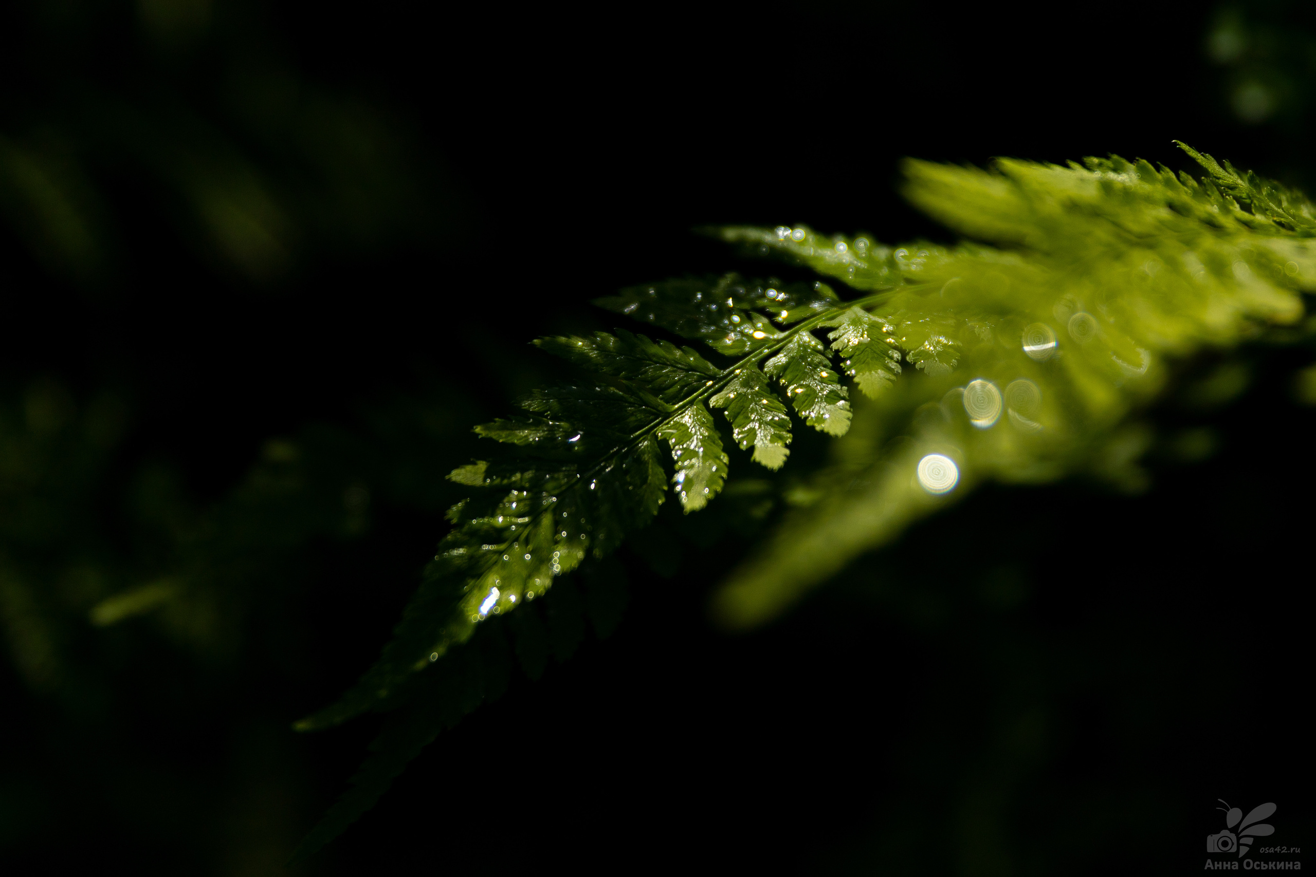 Шерегеш 2023. Фотограф в Кемерово Анна Оськина